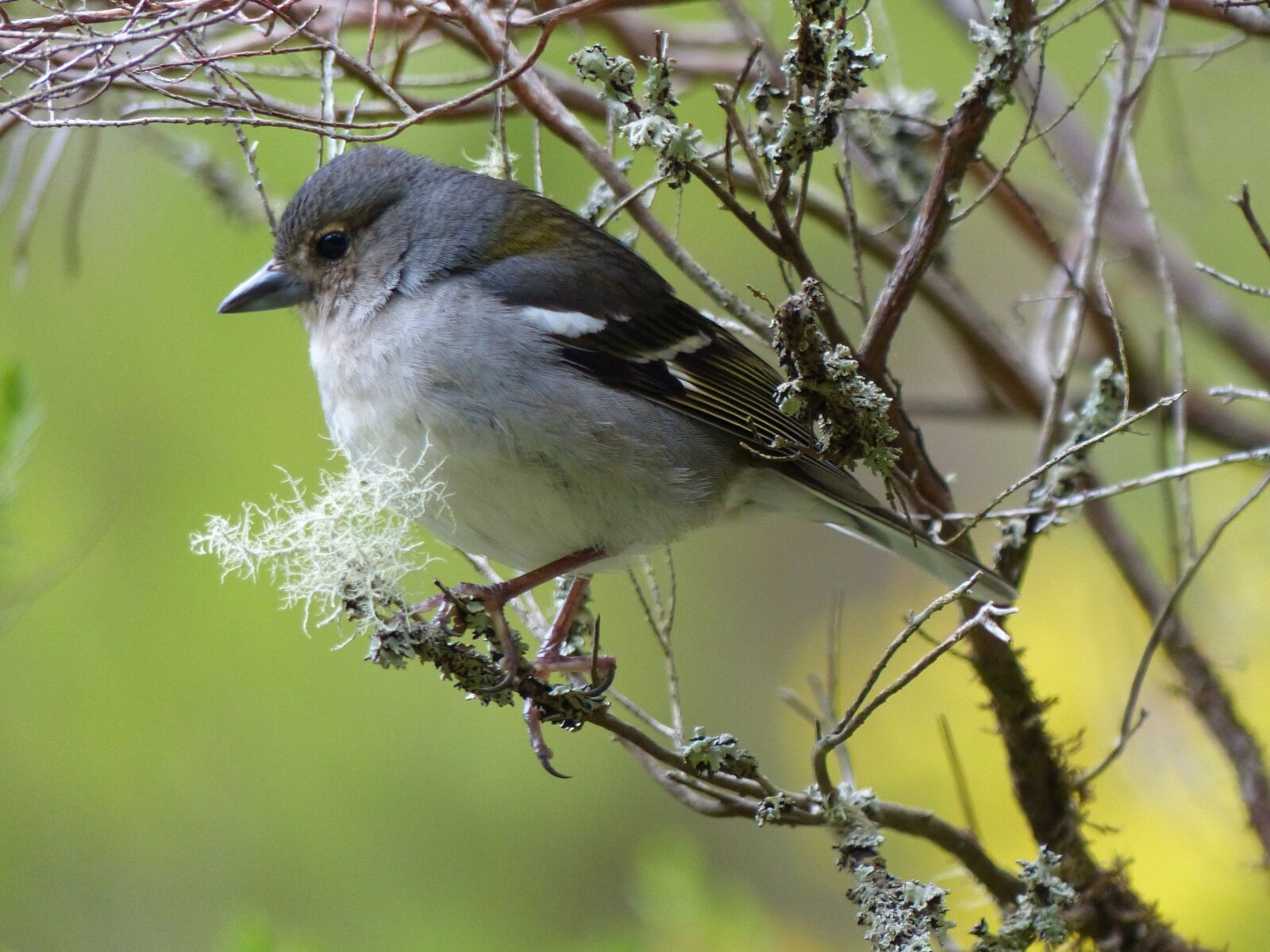 Panasonic Lumix DMC-FZ200 sample photo. Madeira, ile, bird photography