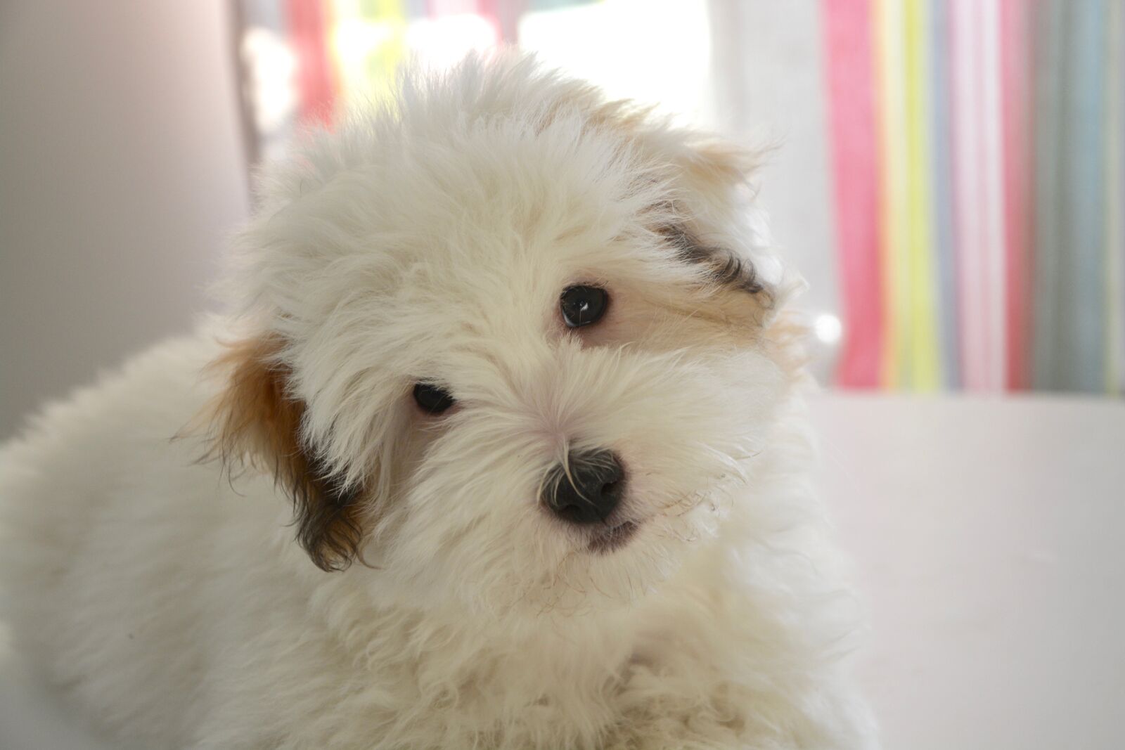 Nikon D5200 sample photo. Puppy, dog, cotton tulear photography