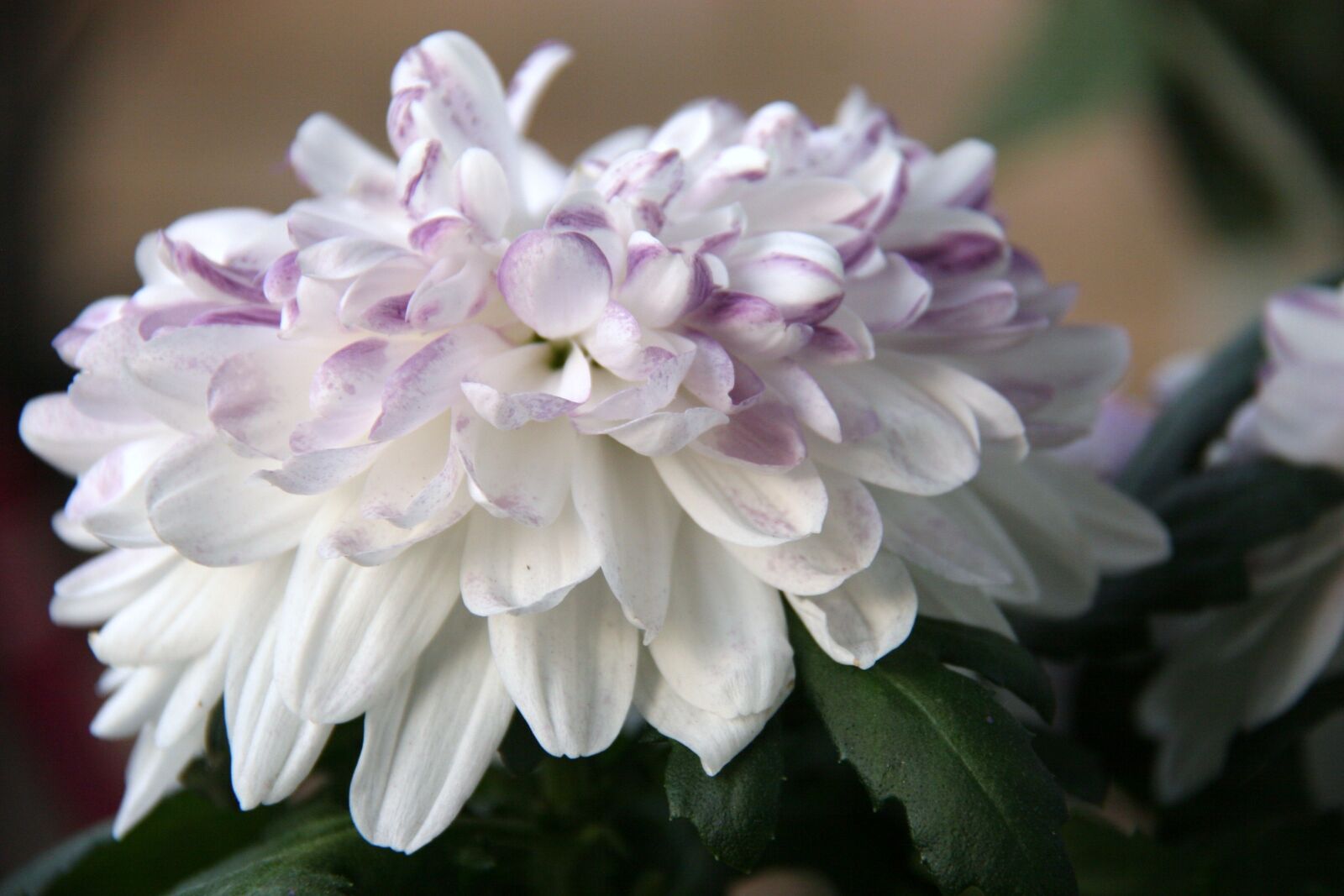 Canon EOS 20D sample photo. Flower, nature, garden photography