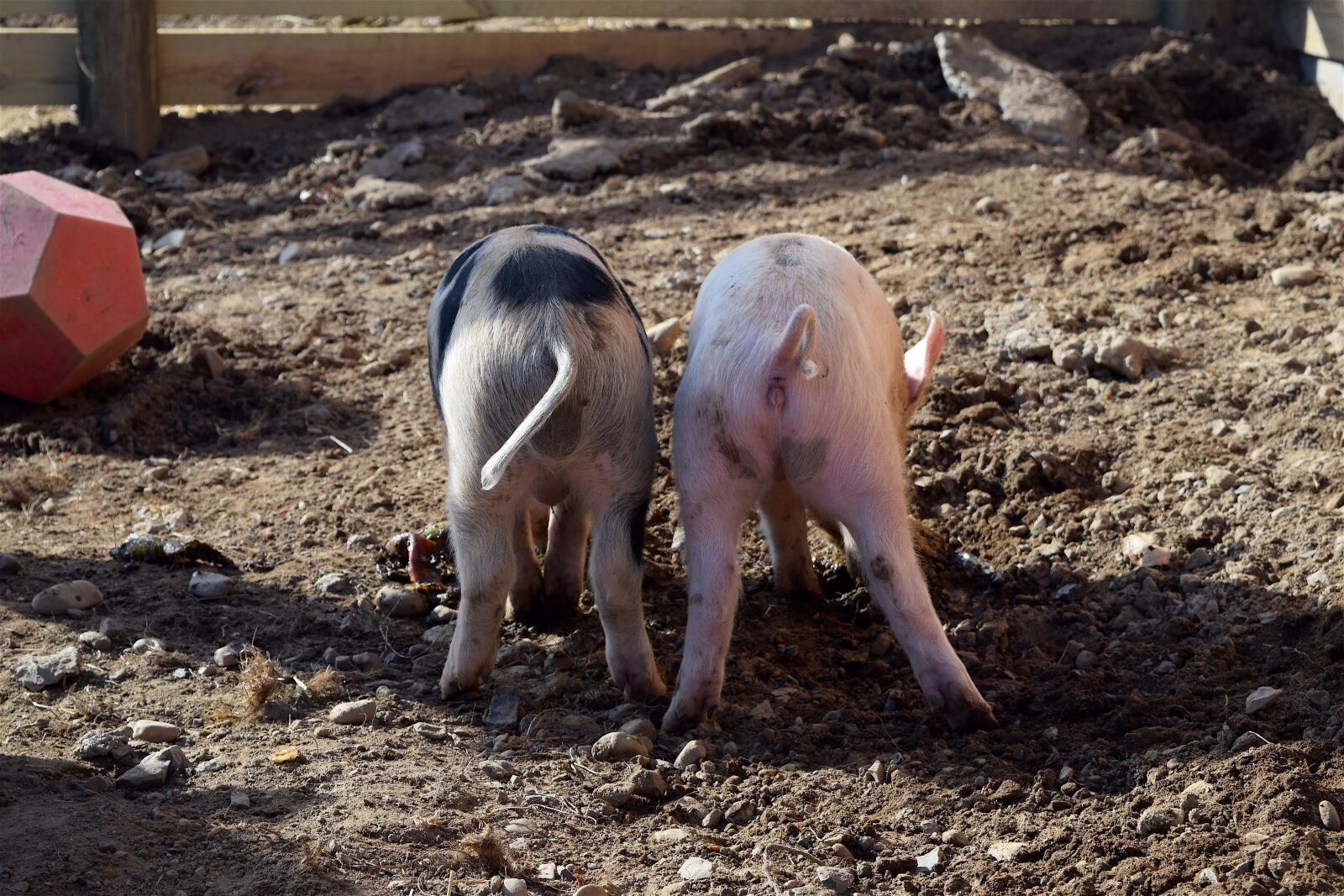 Nikon D3300 sample photo. Piggies, pig butts, farm photography