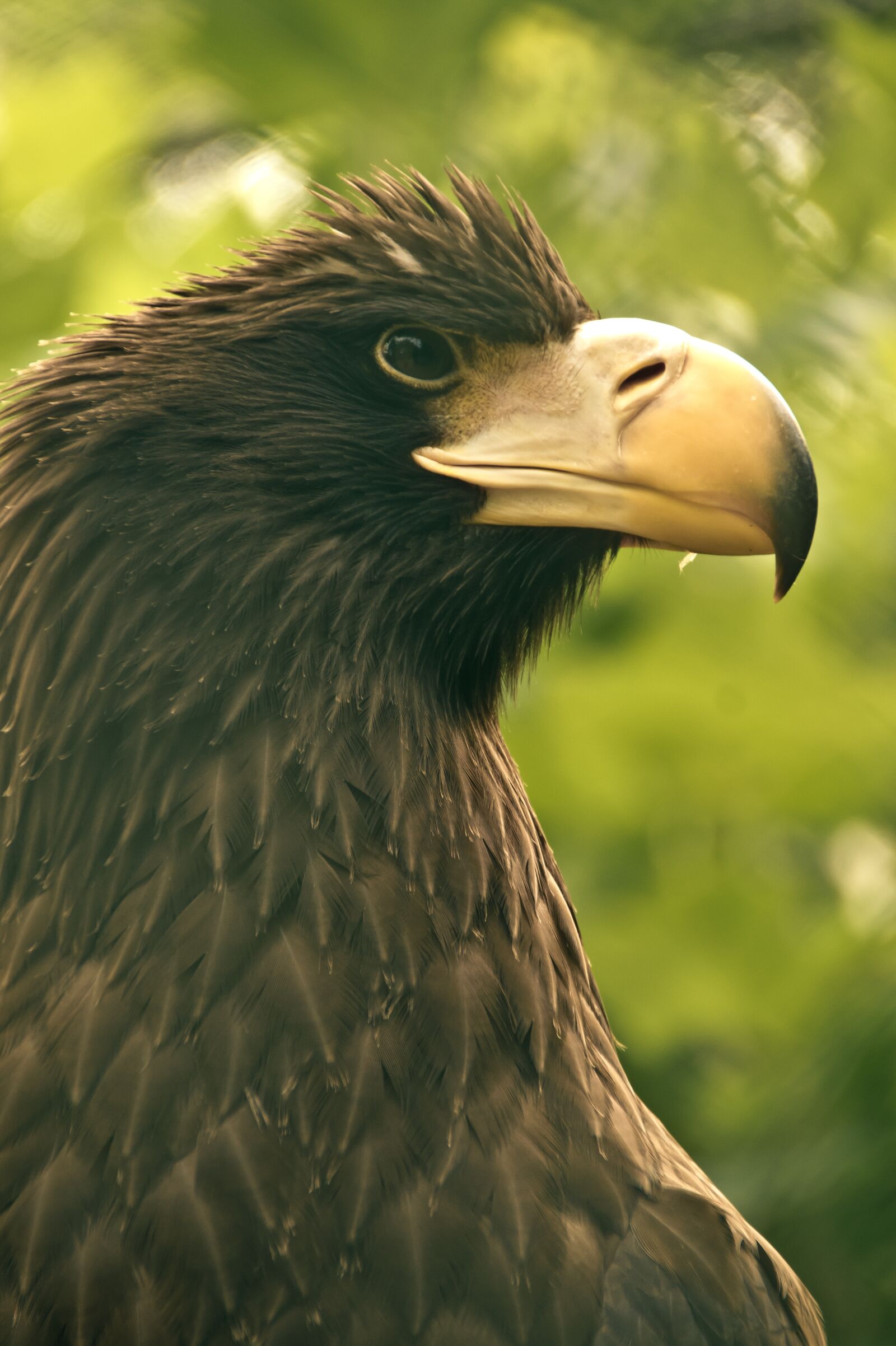 Sony SLT-A58 sample photo. Bird, eagle, beak photography