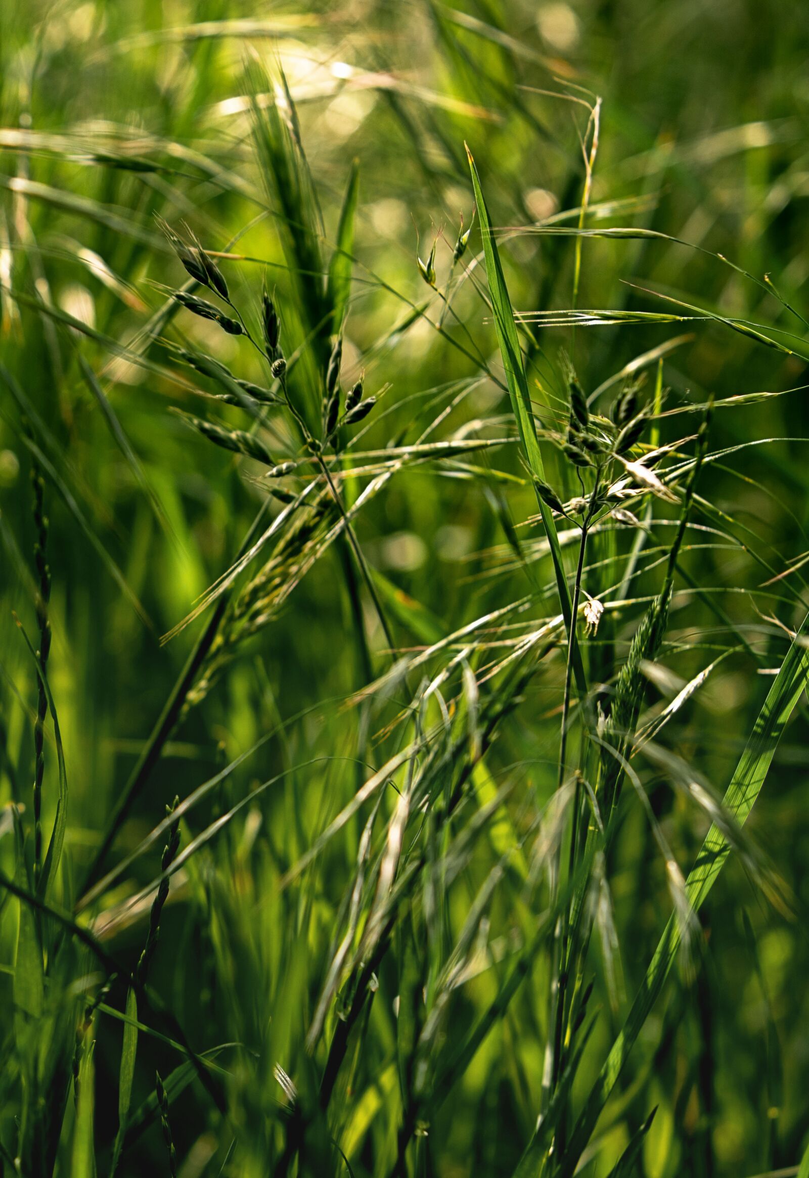 Sony a7R IV sample photo. Grass, morning, meadow photography
