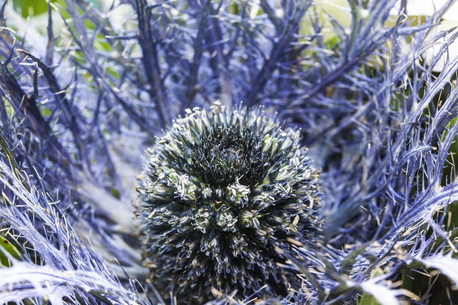 Canon EOS 50D sample photo. Thistle, nature, plant photography