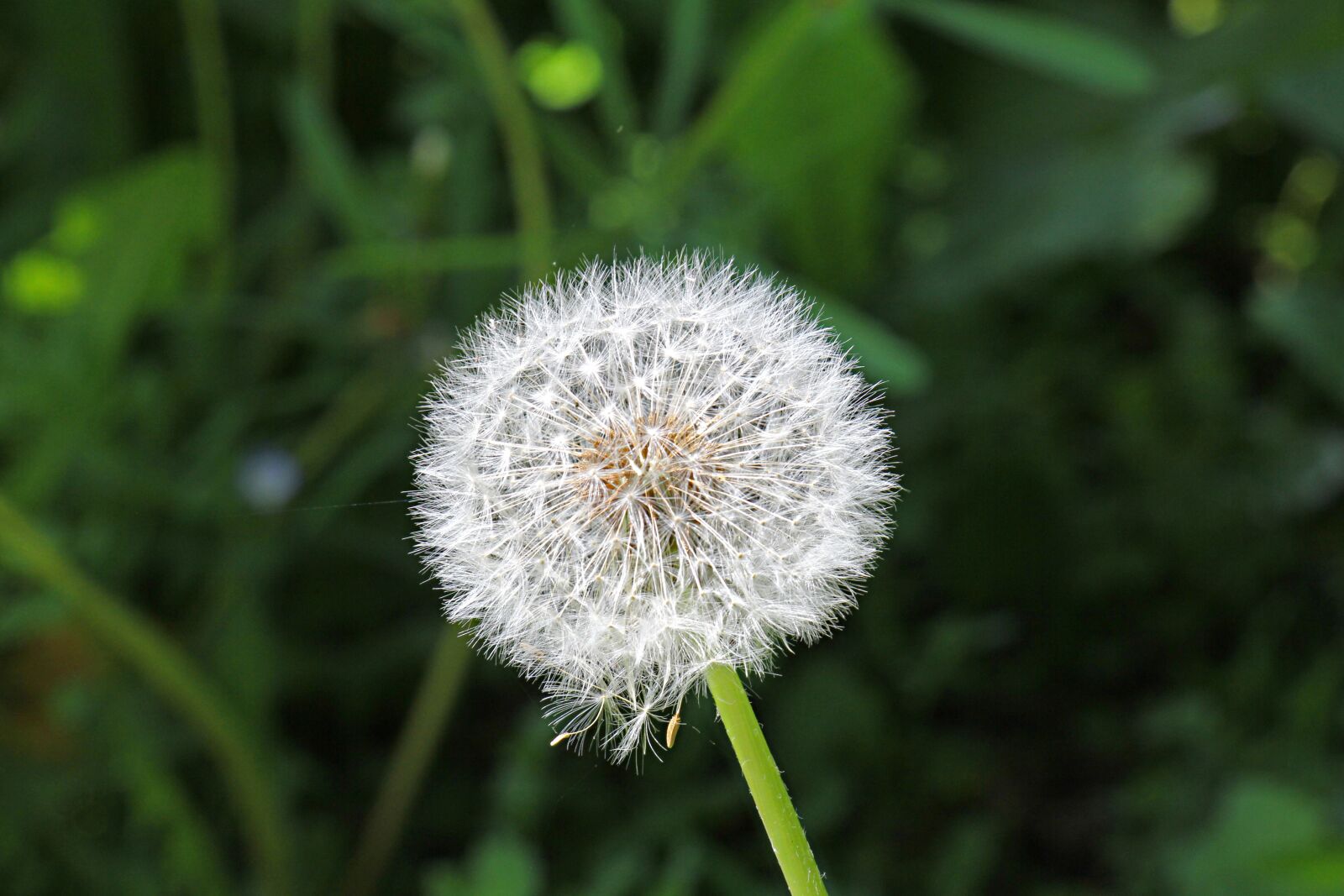 Canon EF-S 18-135mm F3.5-5.6 IS USM sample photo. Flower, seed, dandelion photography