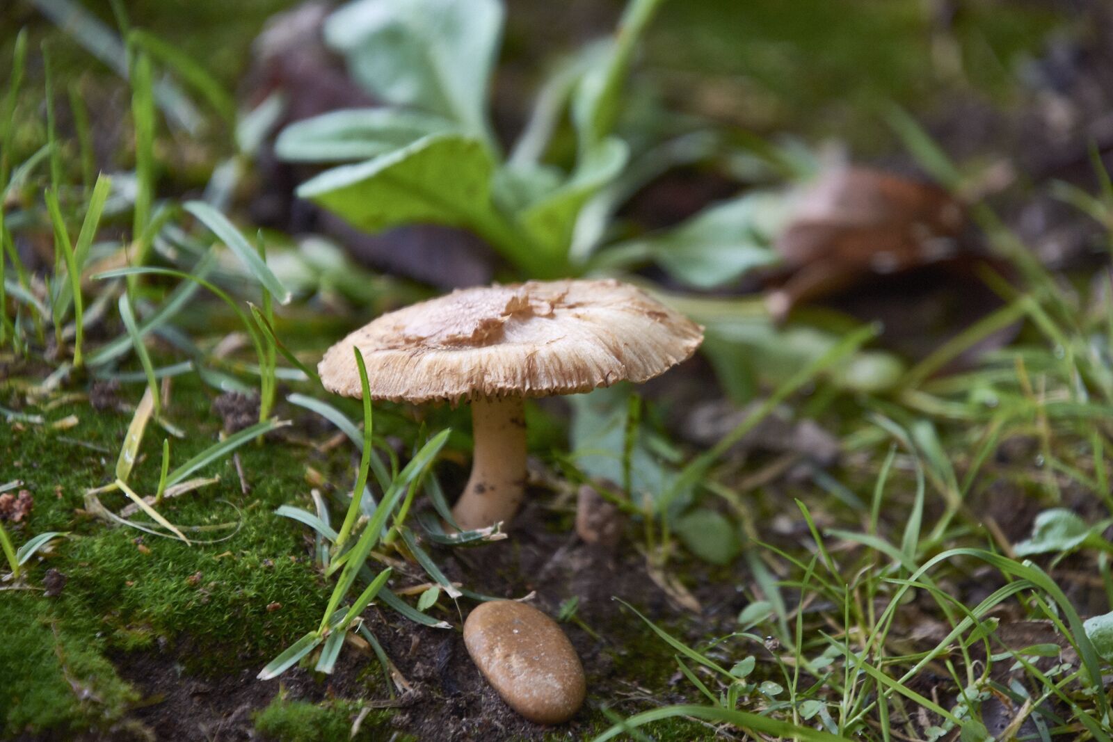 Nikon D7200 sample photo. Nature, mushrooms, mushroom photography