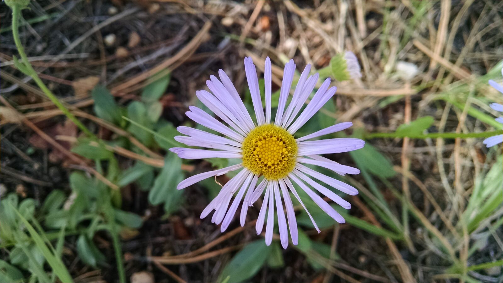 Motorola XT1080 sample photo