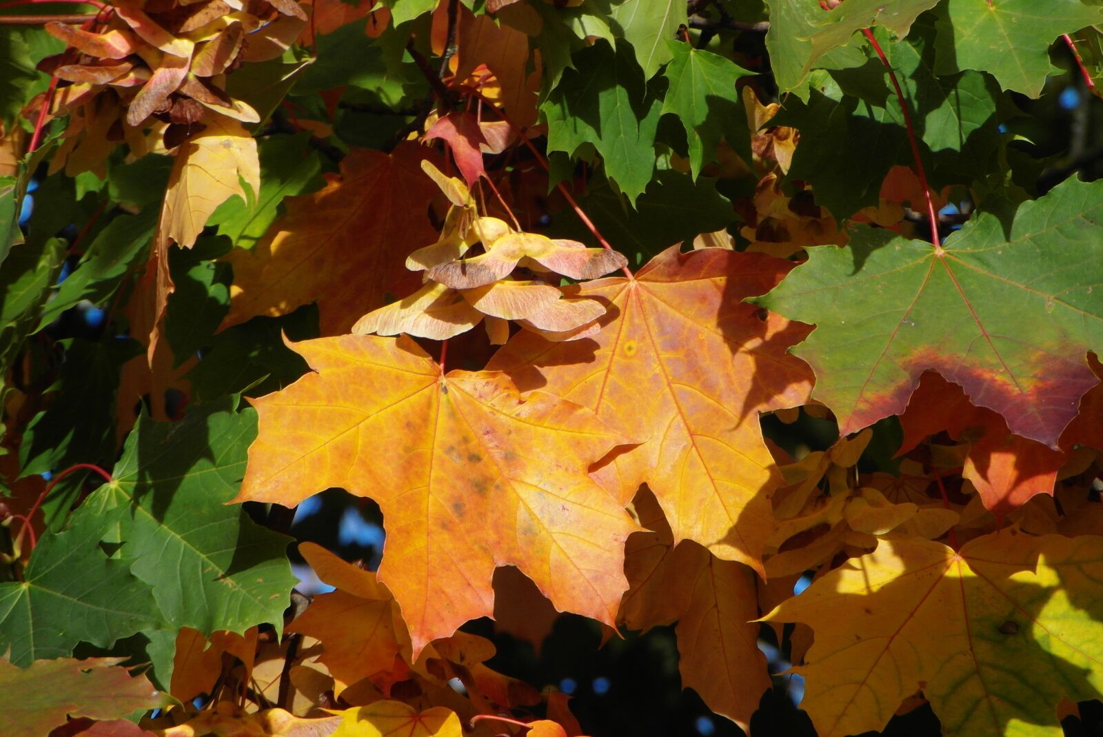 Samsung WB750 sample photo. Clone, foliage, autumn photography