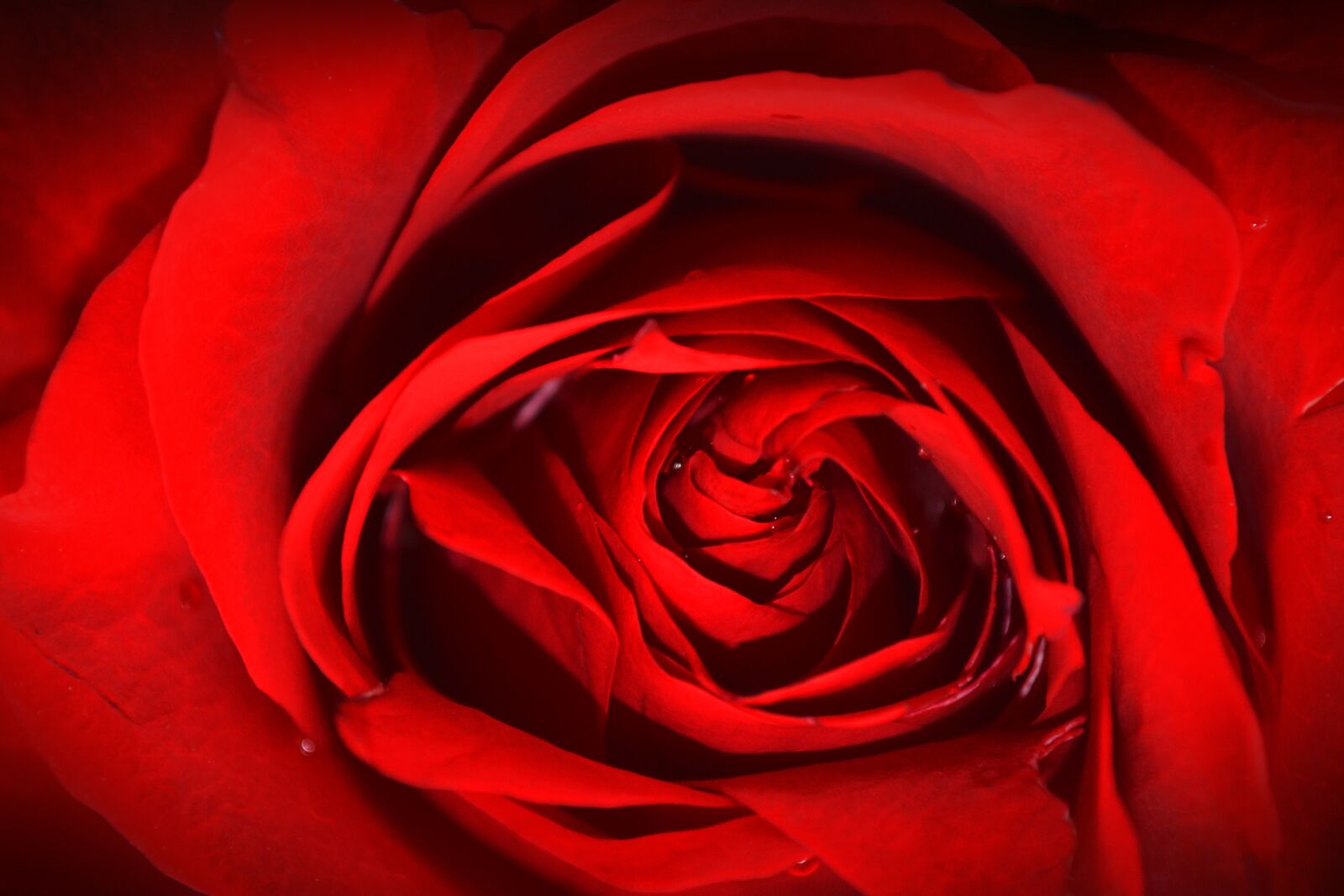 Nikon D3200 sample photo. Red rose, rose, pink photography