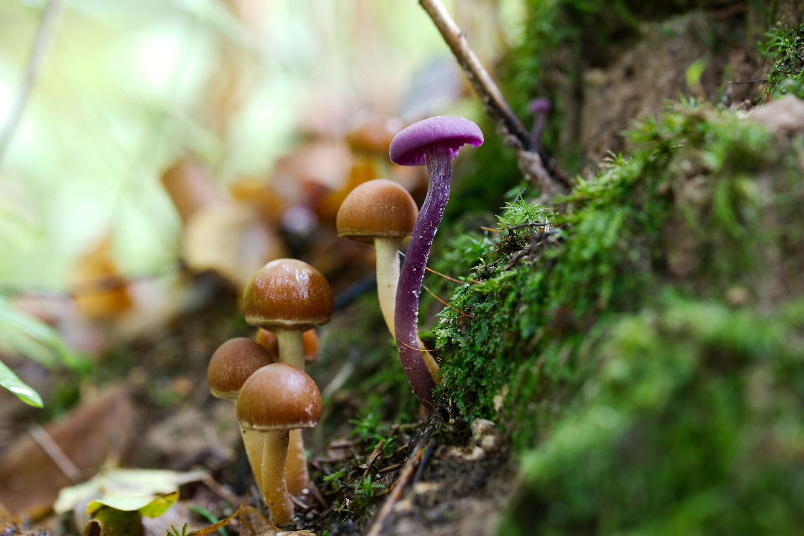 Canon EOS 6D sample photo. Mushroom, nature, wood photography
