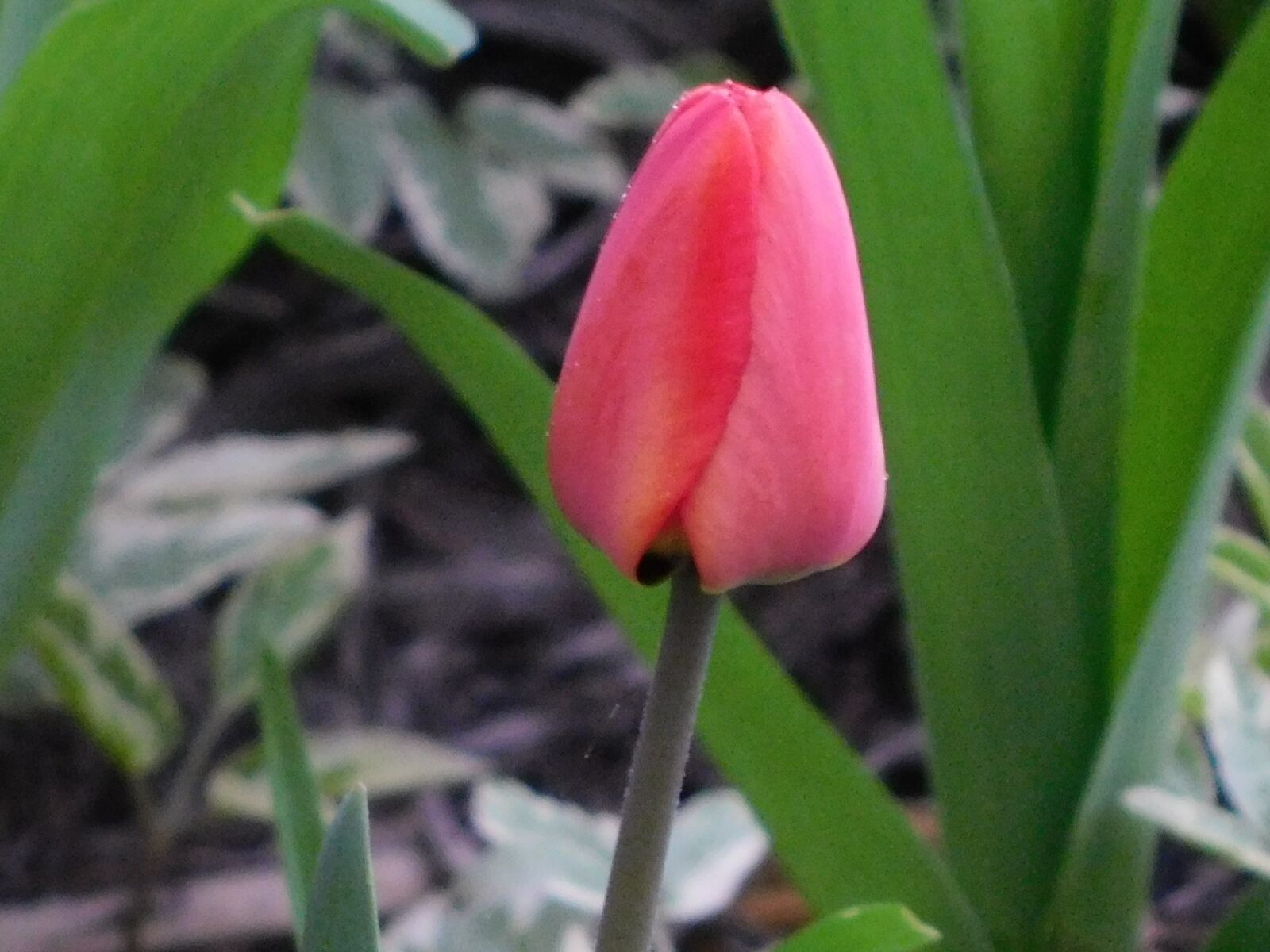 Nikon Coolpix B500 sample photo. Tulip, love, flower photography