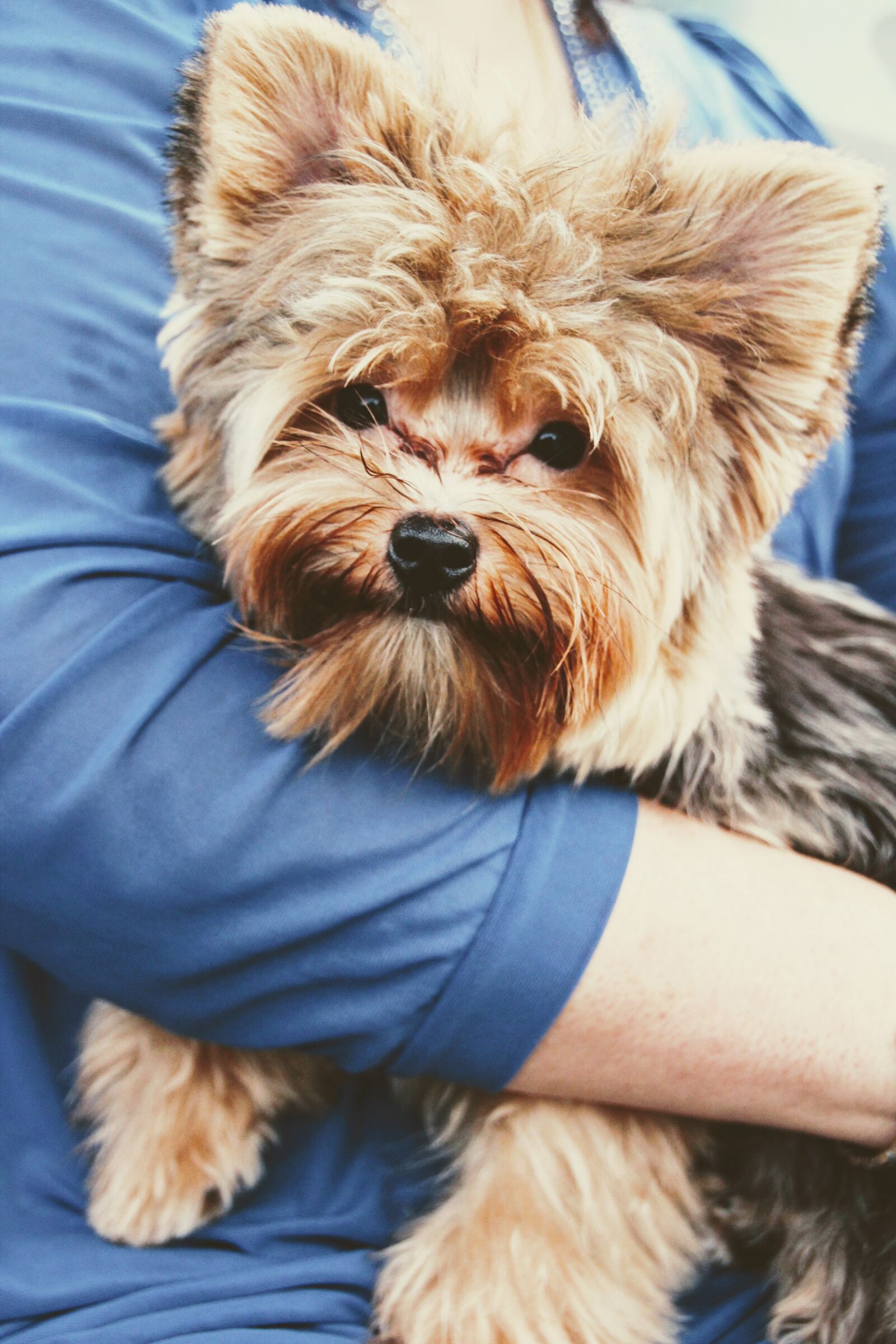 Canon EOS 600D (Rebel EOS T3i / EOS Kiss X5) sample photo. Dog, small, arm photography