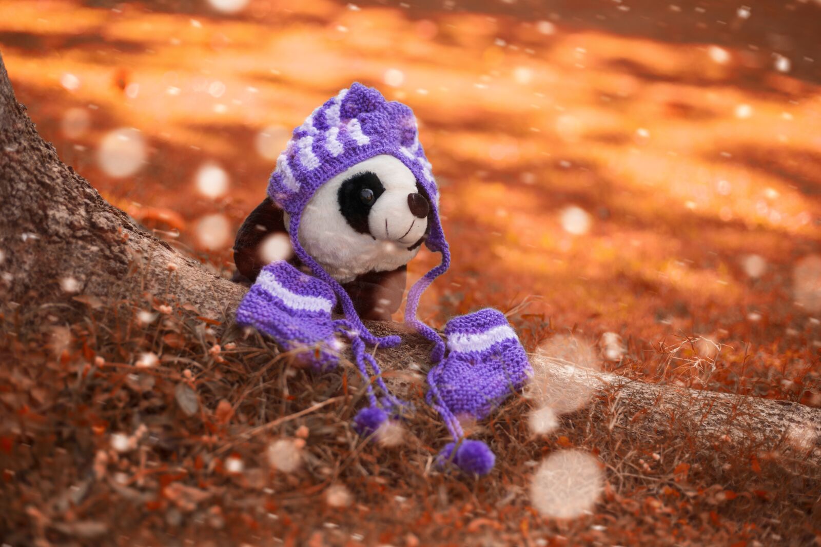 Canon EOS 5D Mark IV sample photo. Teddybear, teddy, photo photography