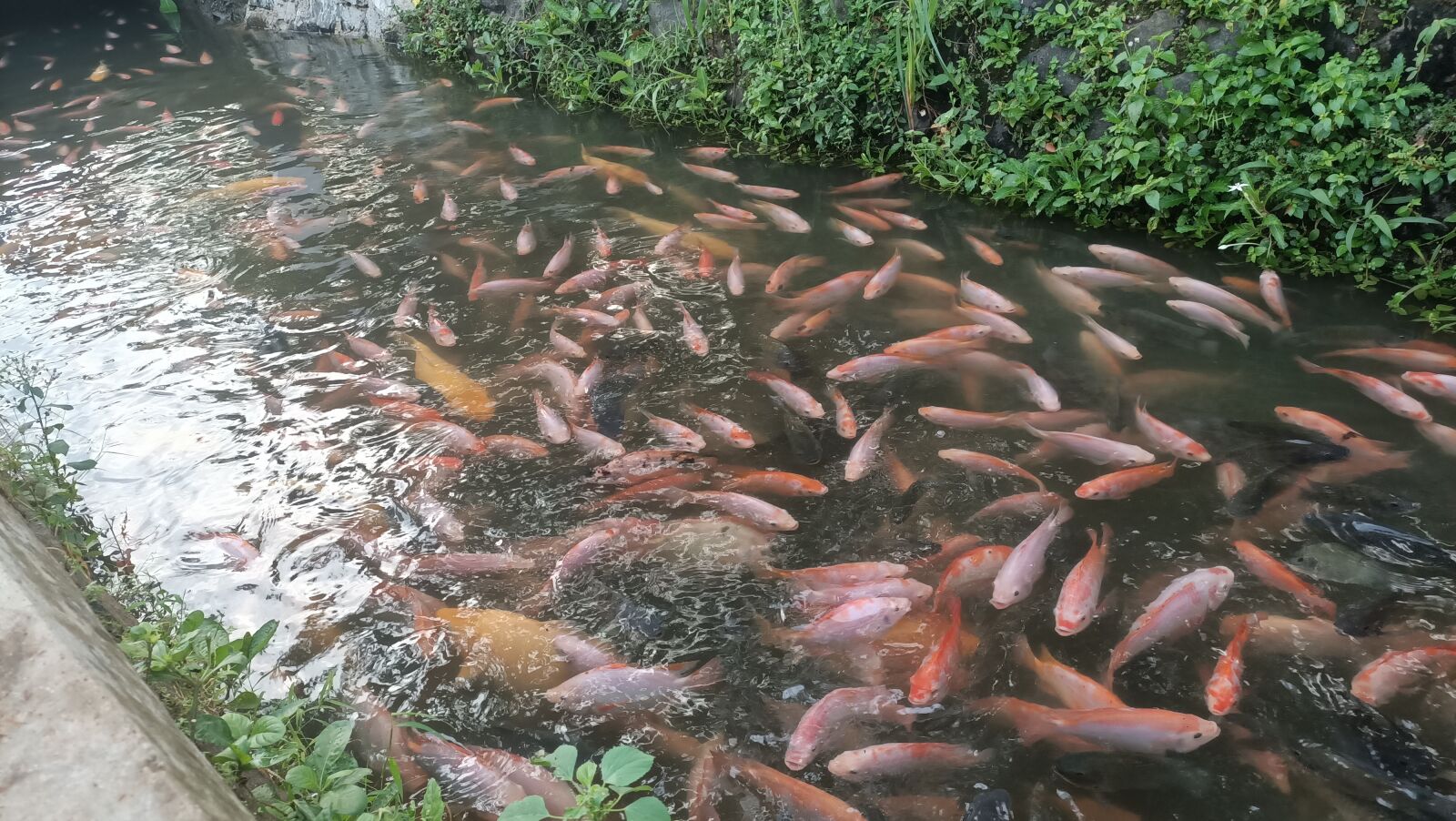 OPPO RENO3 sample photo. Fish in the gutter photography