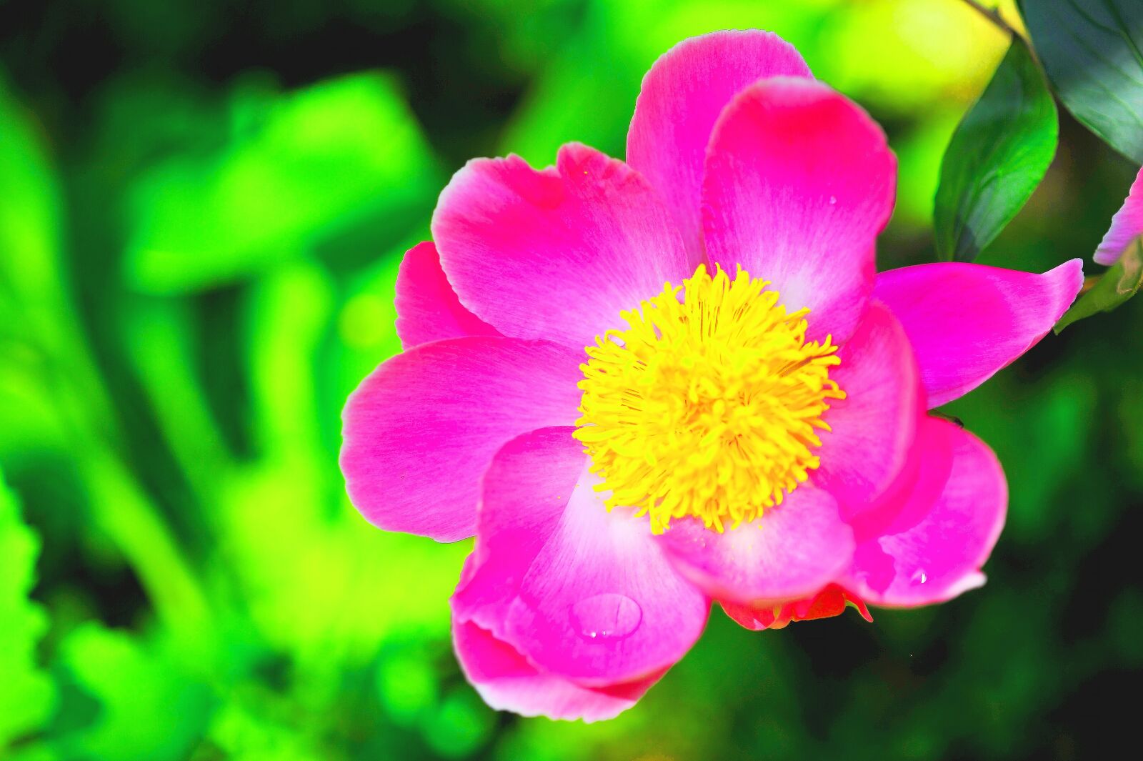Nikon D3S sample photo. Flowers, peony, peony flowers photography