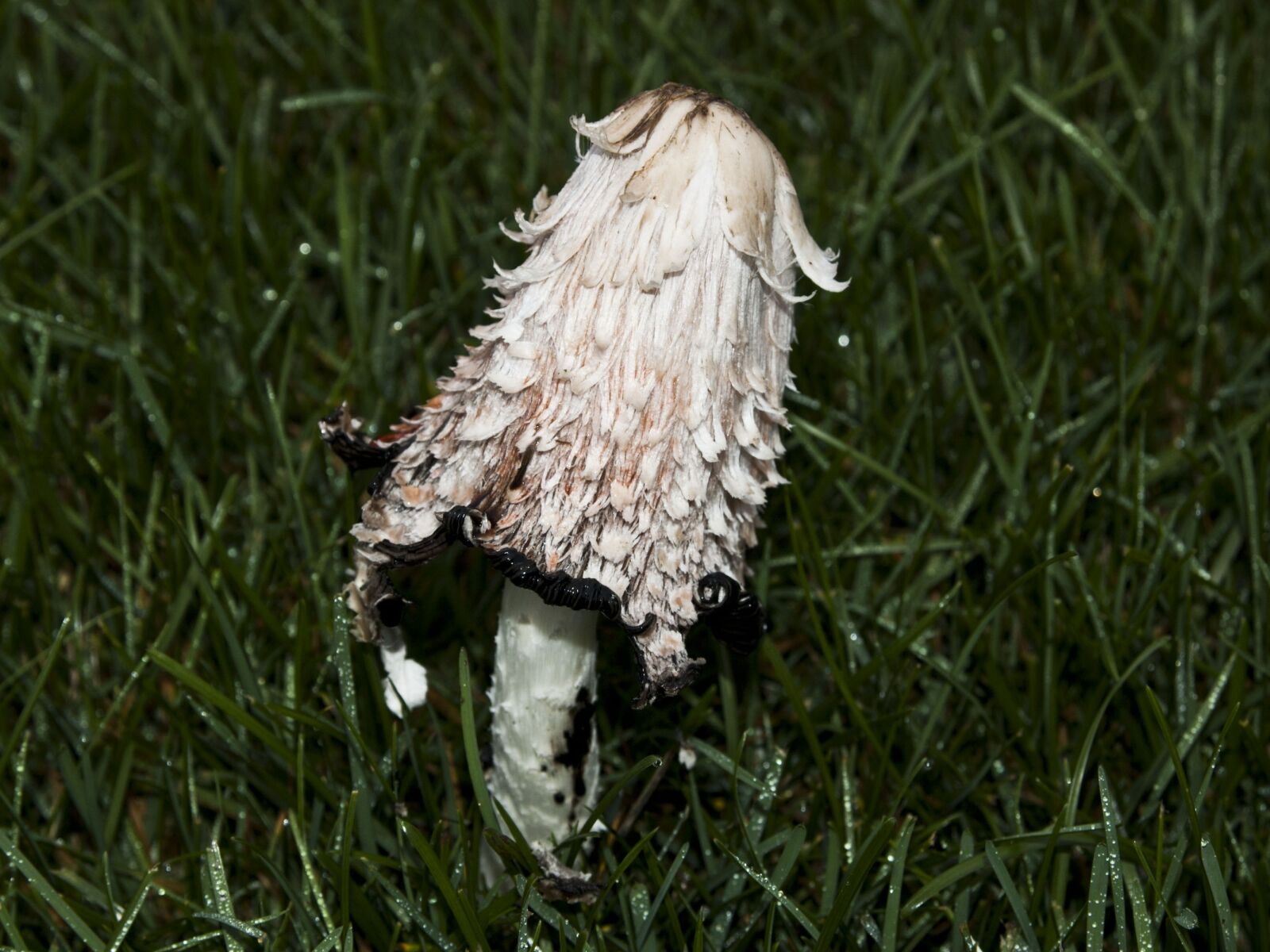 Nikon D50 sample photo. Mushroom, plant, fungi photography