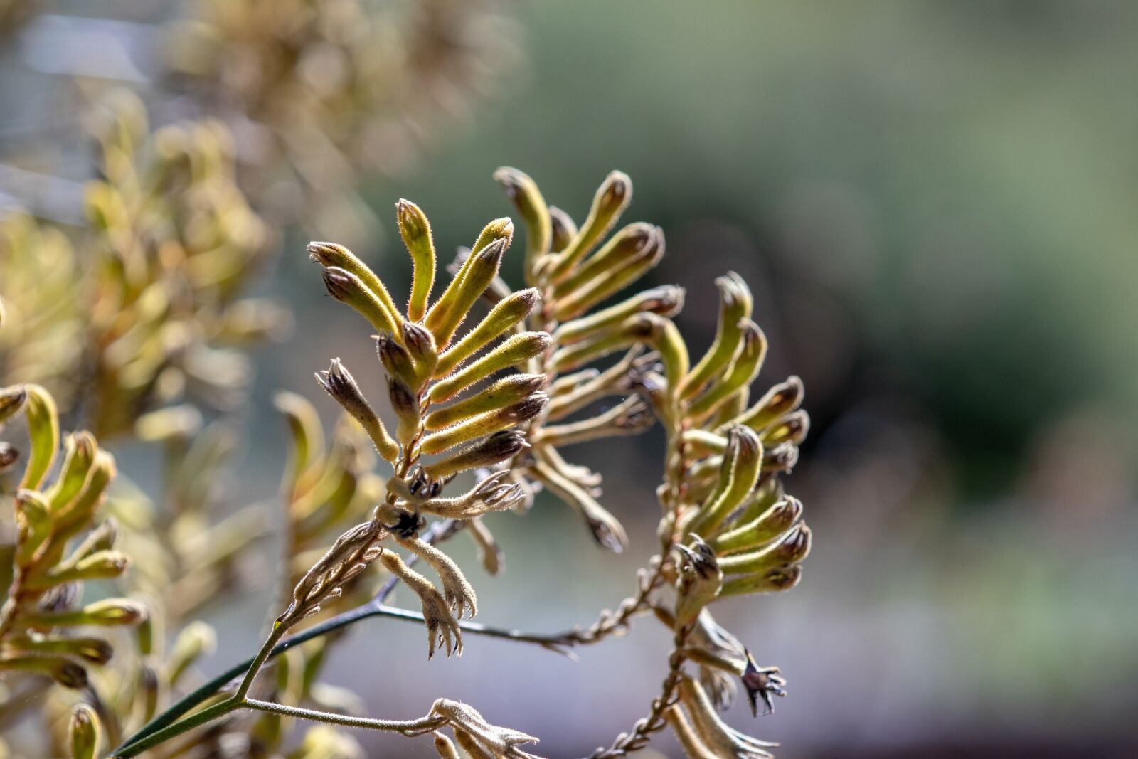 Canon EF 100-400mm F4.5-5.6L IS USM sample photo. Nature, flora, outdoors photography