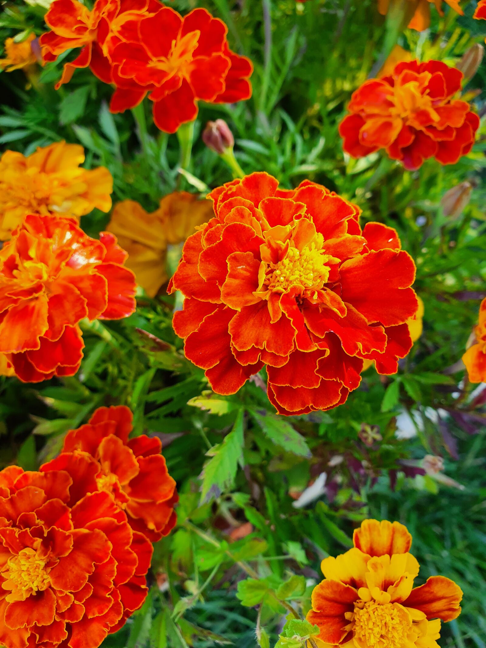 Samsung Galaxy S10 sample photo. Flower, petals, bloom photography