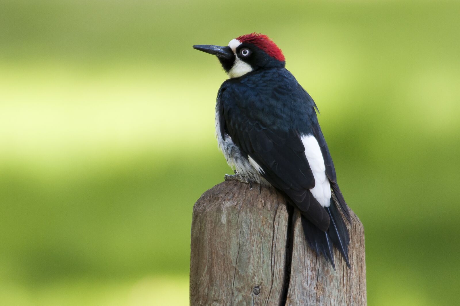 Nikon D300 sample photo. Bird, woodpecker, animal photography