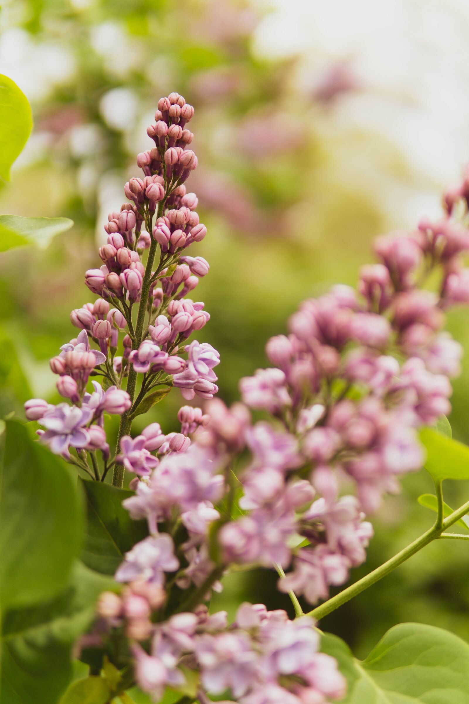 30mm F1.4 DC DN | Contemporary 016 sample photo. Flowers, tree, bloom photography