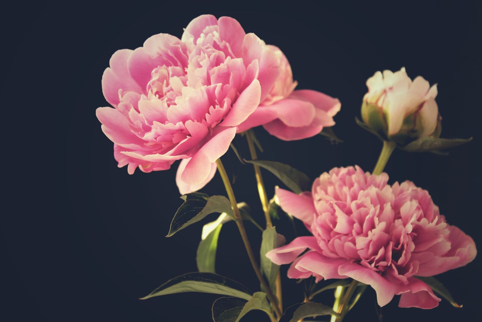 Canon EOS 1300D (EOS Rebel T6 / EOS Kiss X80) sample photo. Peony, peony bouquet, flowers photography