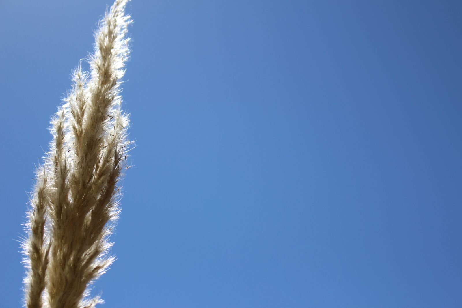 Canon EOS 700D (EOS Rebel T5i / EOS Kiss X7i) sample photo. Stem, harvest, field photography