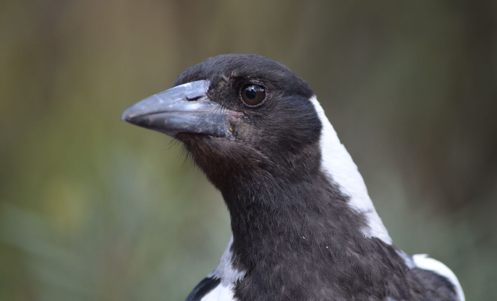 Nikon D5100 sample photo. Magpie, juvenile, eye photography