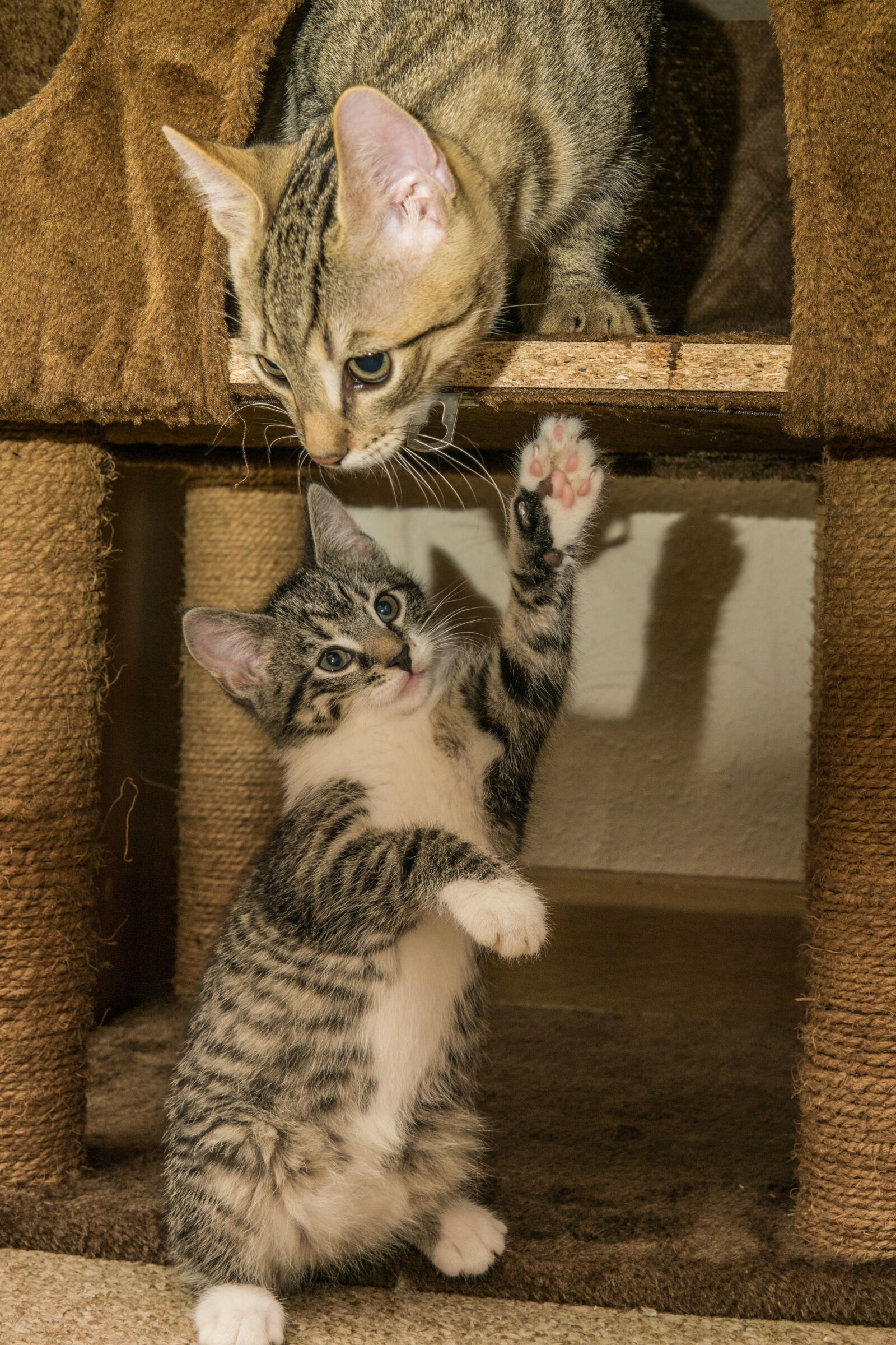 30mm F1.4 DC DN | Contemporary 016 sample photo. Cat, small, mackerel photography