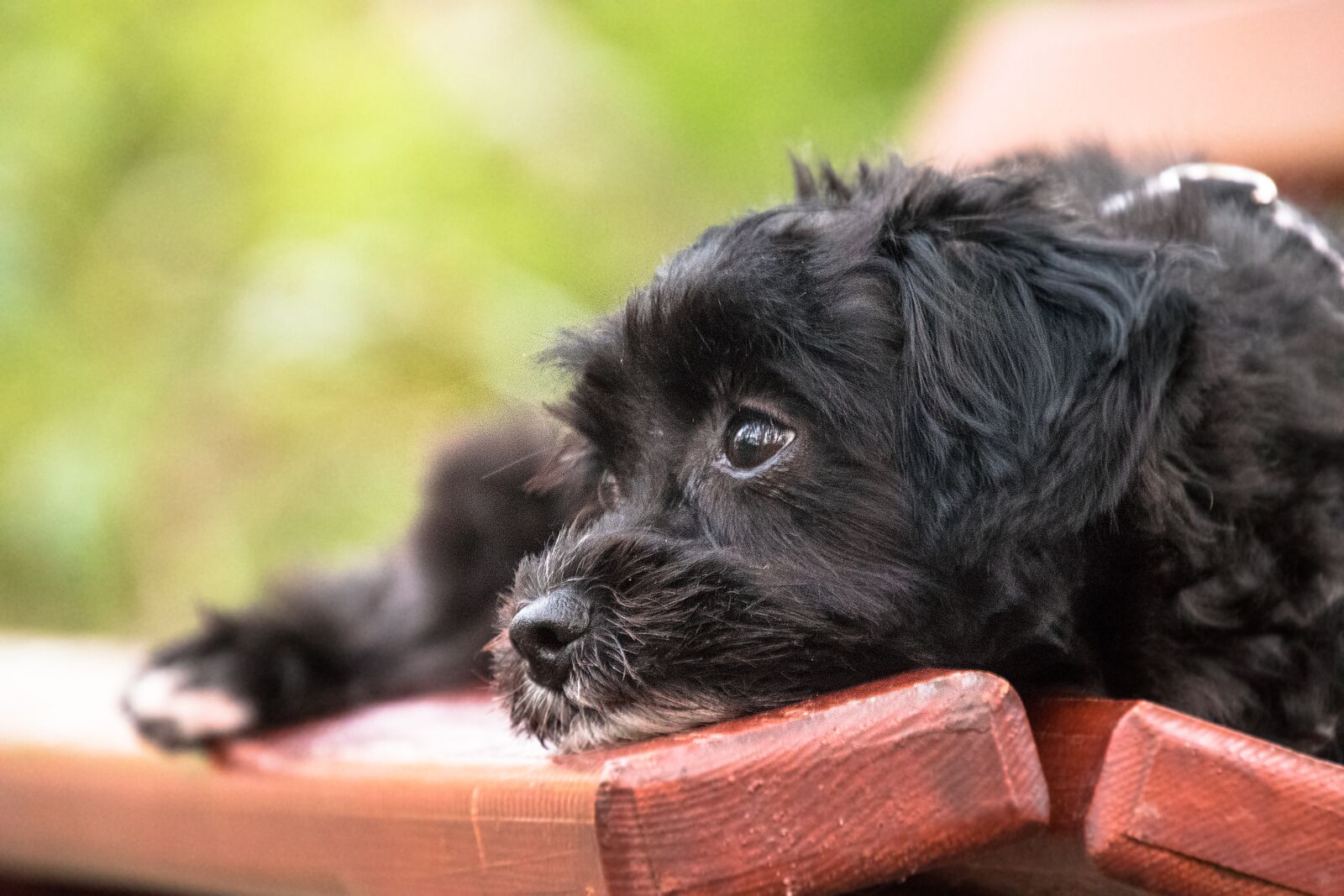 Nikon D3300 sample photo. Dog, cute, animal photography