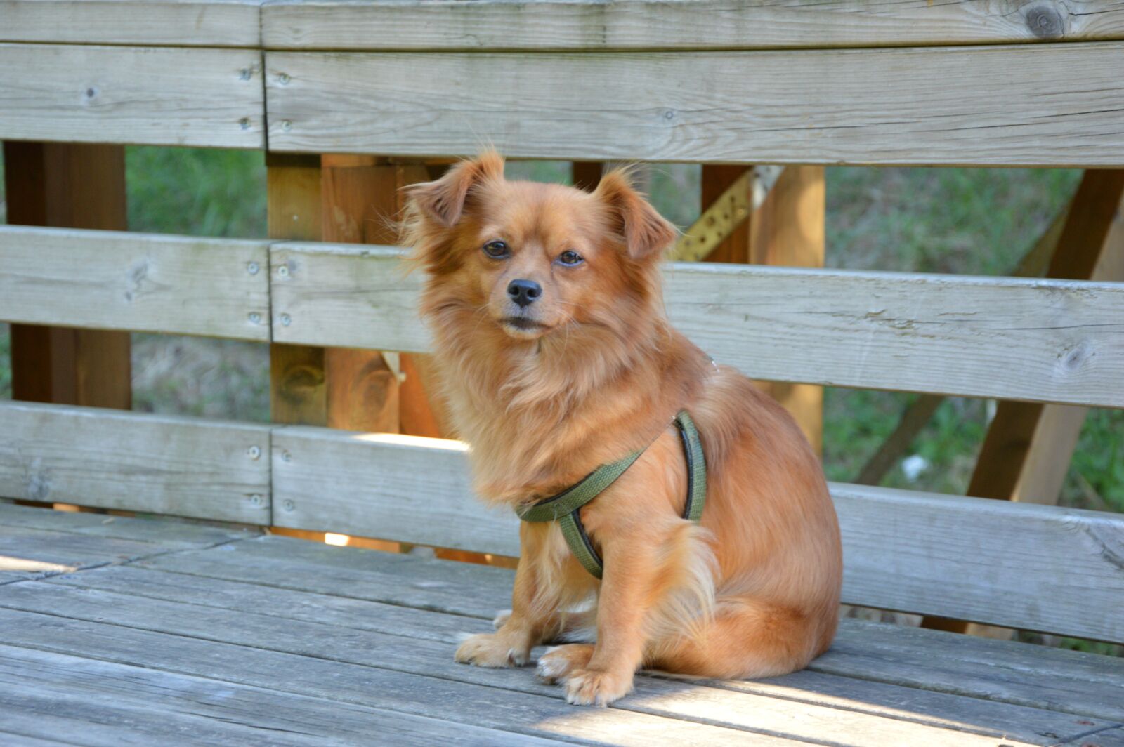 Nikon D3200 sample photo. Dog, breed, canine photography