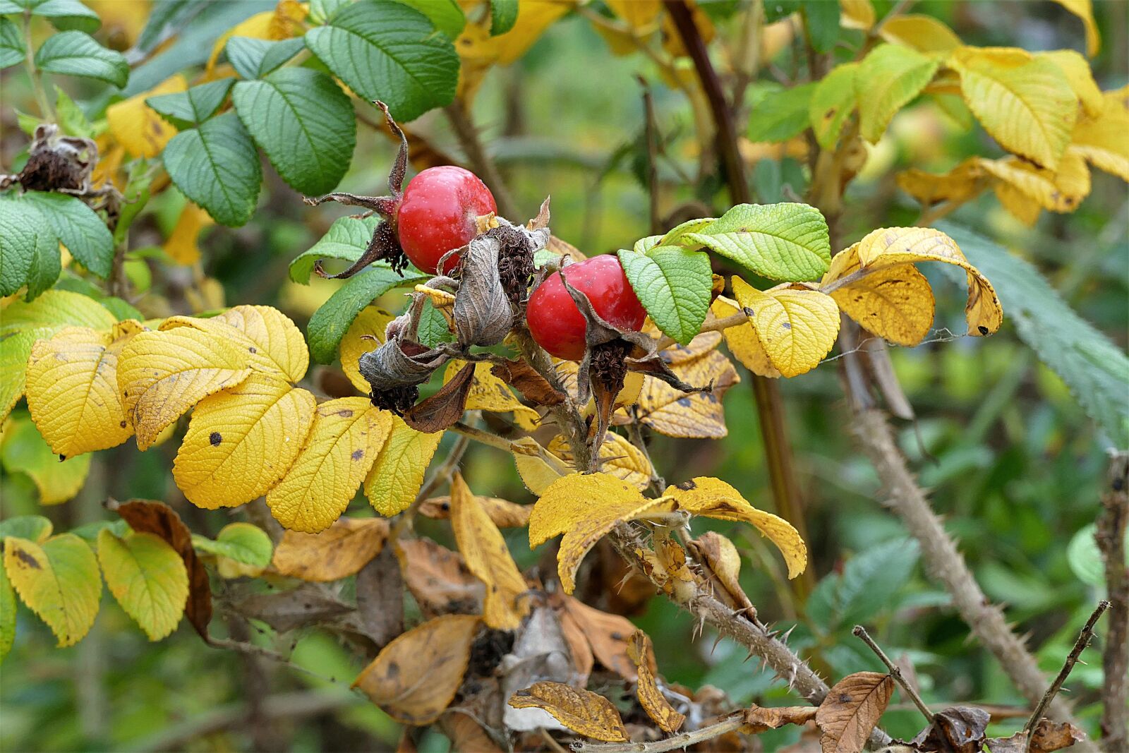 Panasonic Lumix DMC-FZ1000 sample photo. Rose hip, haw, red photography
