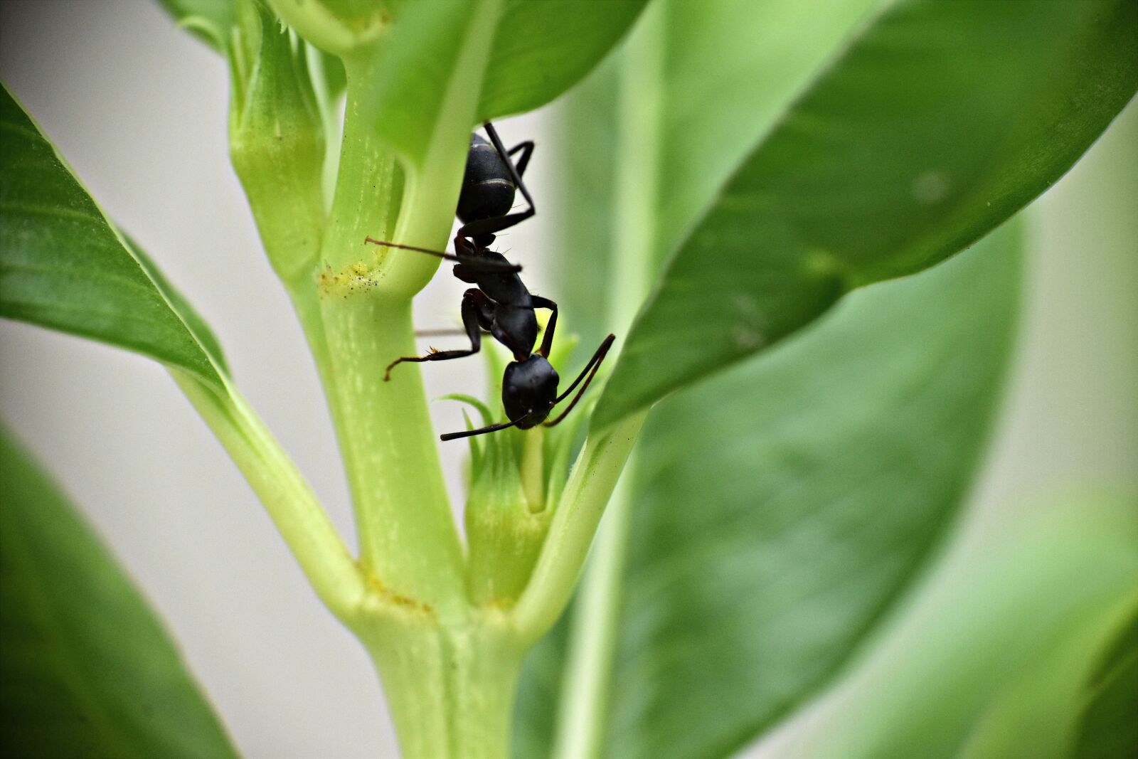 Nikon D5600 sample photo. Black ant, garden ant photography