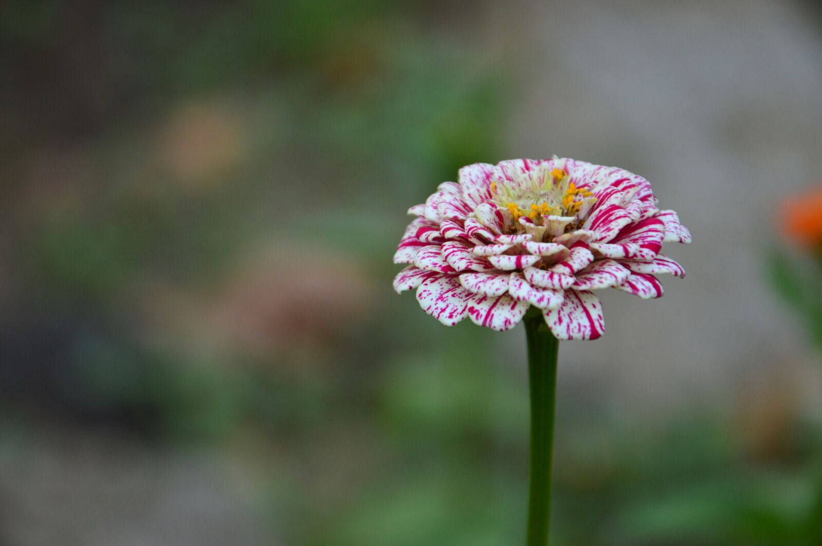 Nikon D3200 sample photo. Zenia, pink flower, garden photography