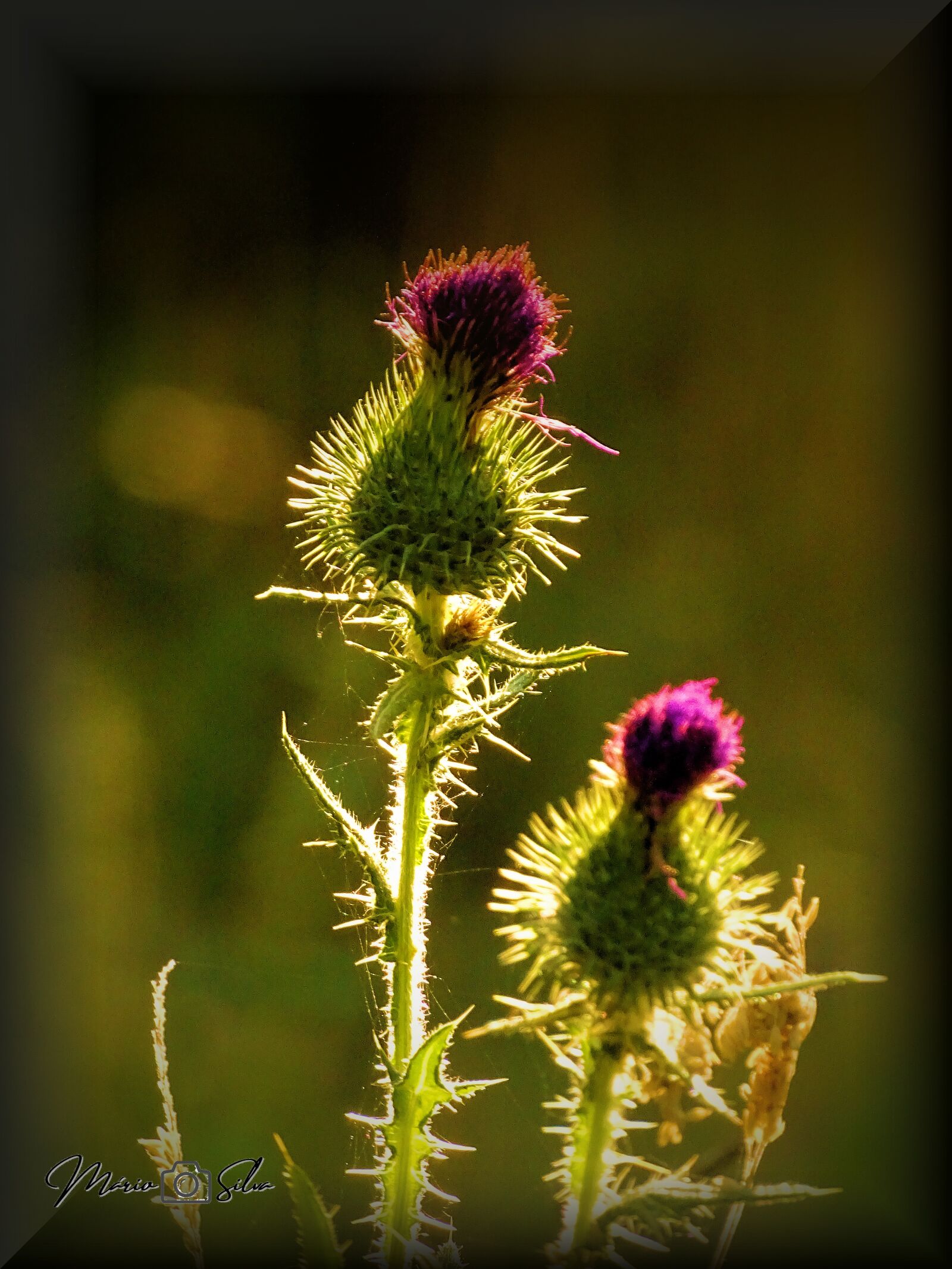 Sony Cyber-shot DSC-HX400V sample photo. Thistle flower, flower, thistle photography