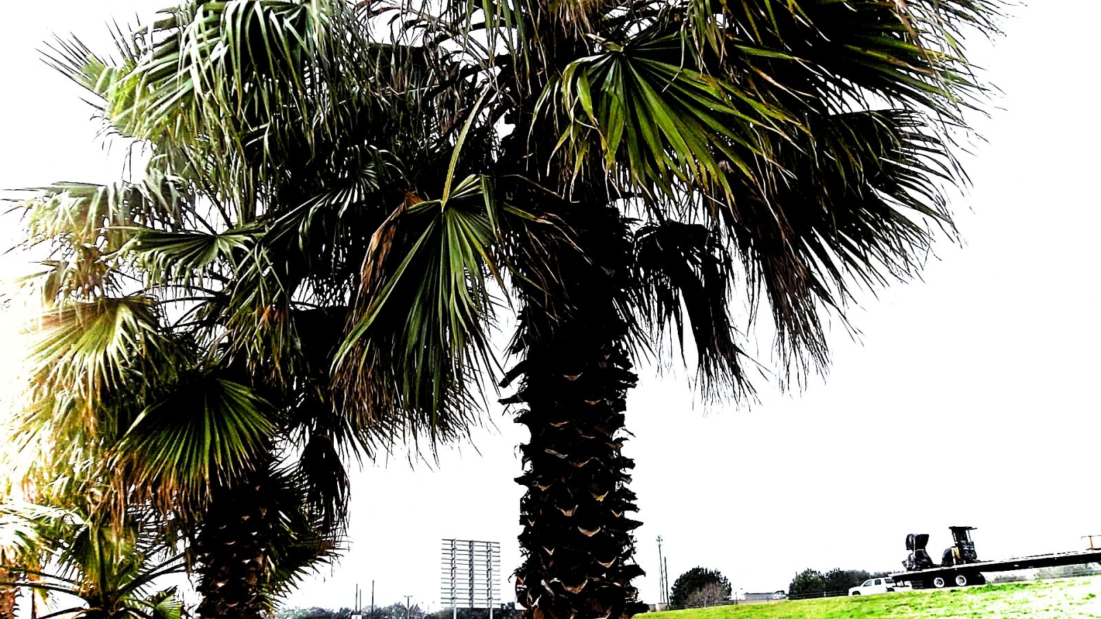 Samsung ST65 sample photo. Palm, tree photography