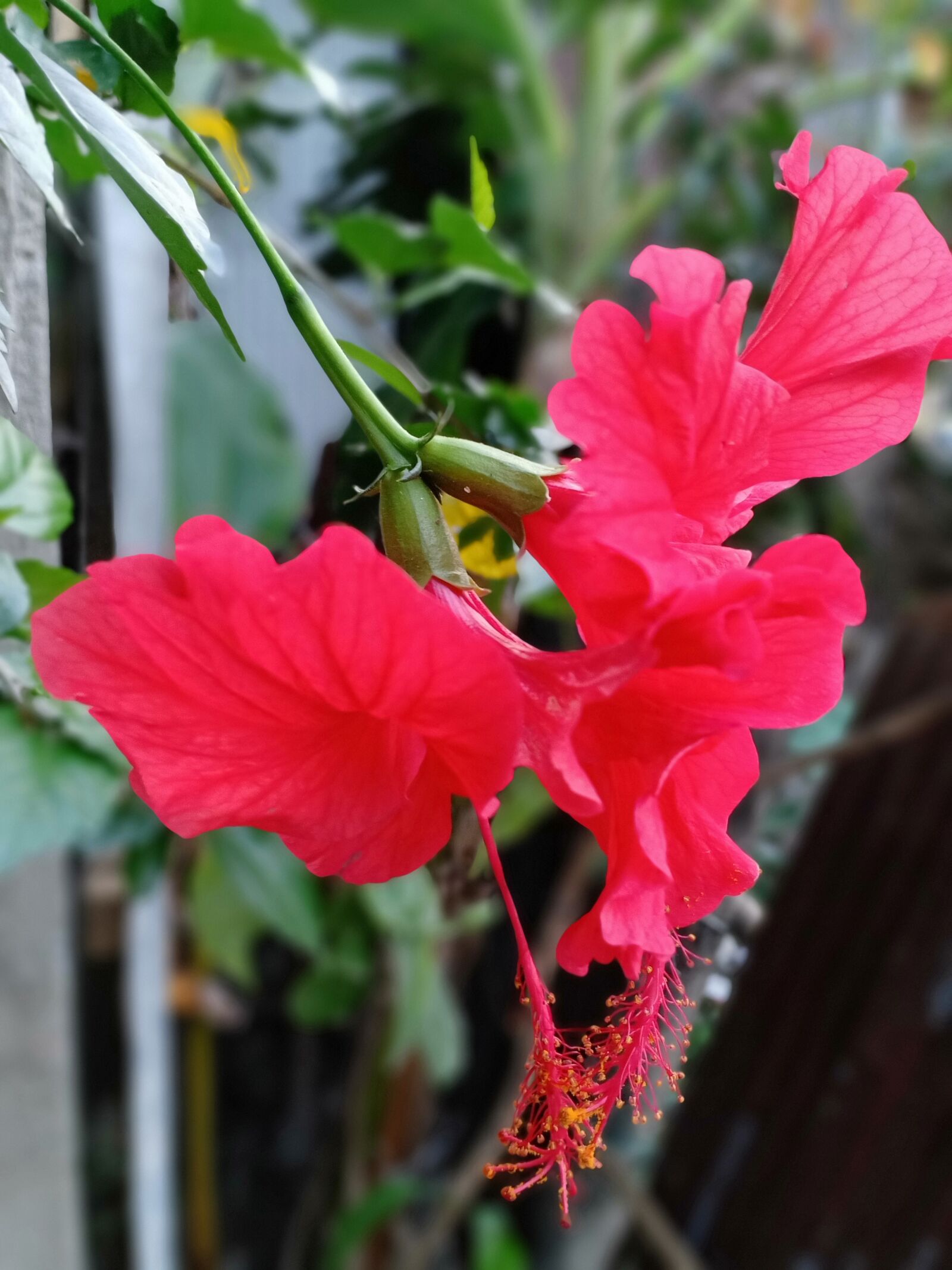 OPPO F9 sample photo. Red color flowers, indian photography