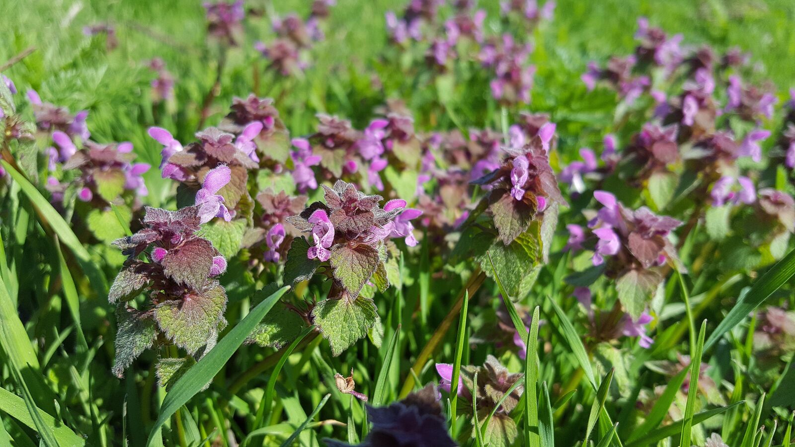 Samsung Galaxy S6 sample photo. Lamium purpureum, purple deadnettle photography
