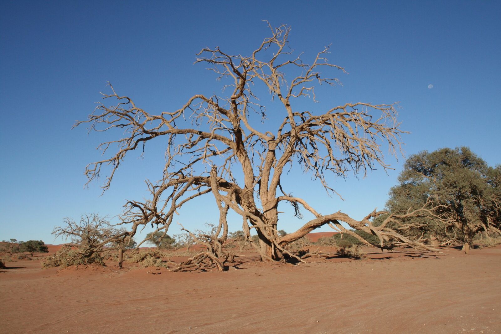 Canon EOS 350D (EOS Digital Rebel XT / EOS Kiss Digital N) sample photo. Tree, namibia, desert photography
