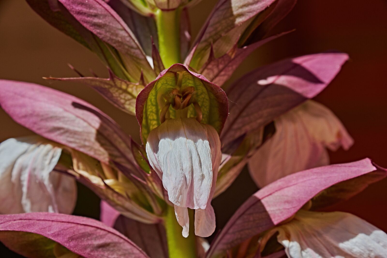 Nikon D7200 sample photo. Flower, garden, spring photography