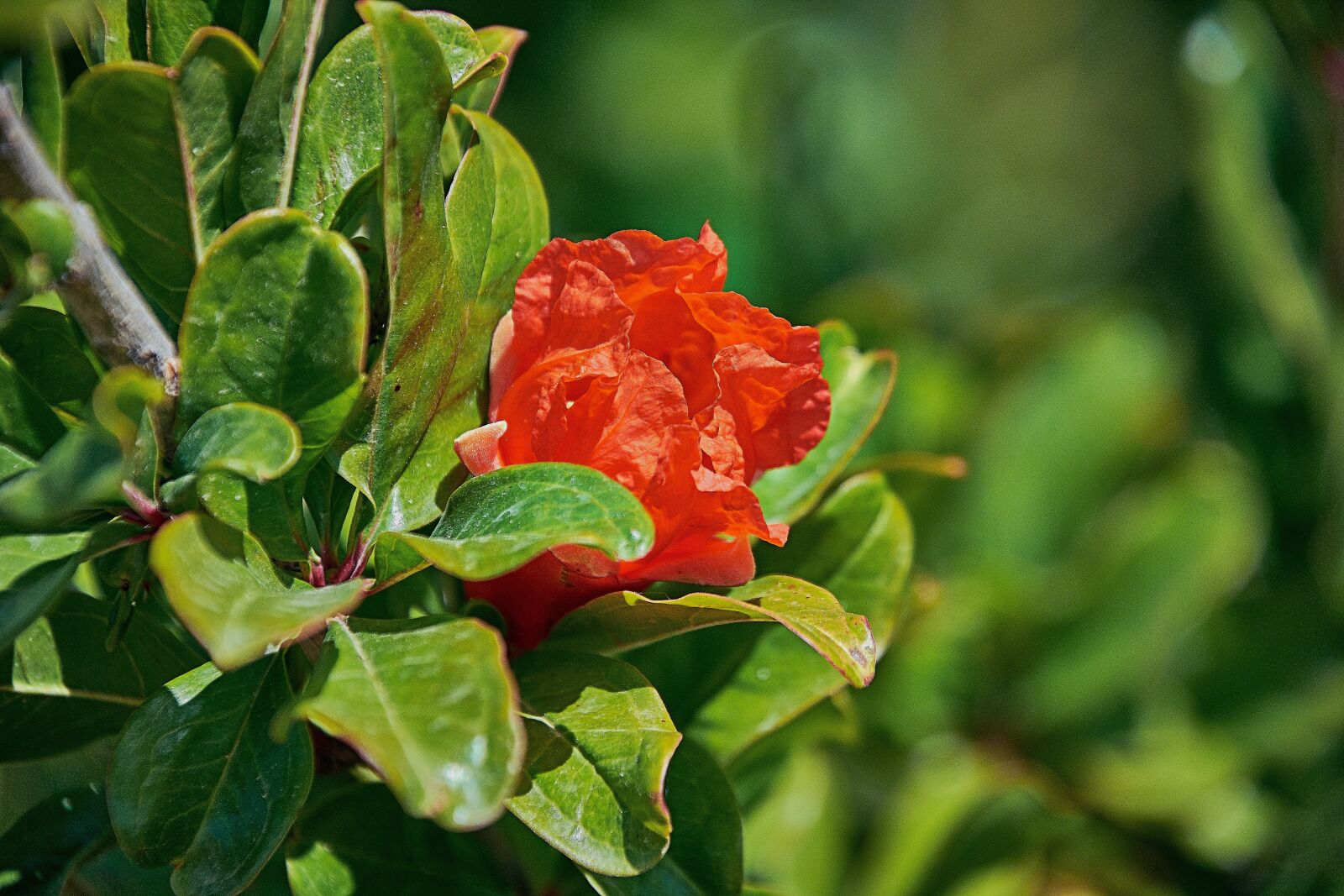 Nikon D7200 sample photo. Flower, color, plant photography