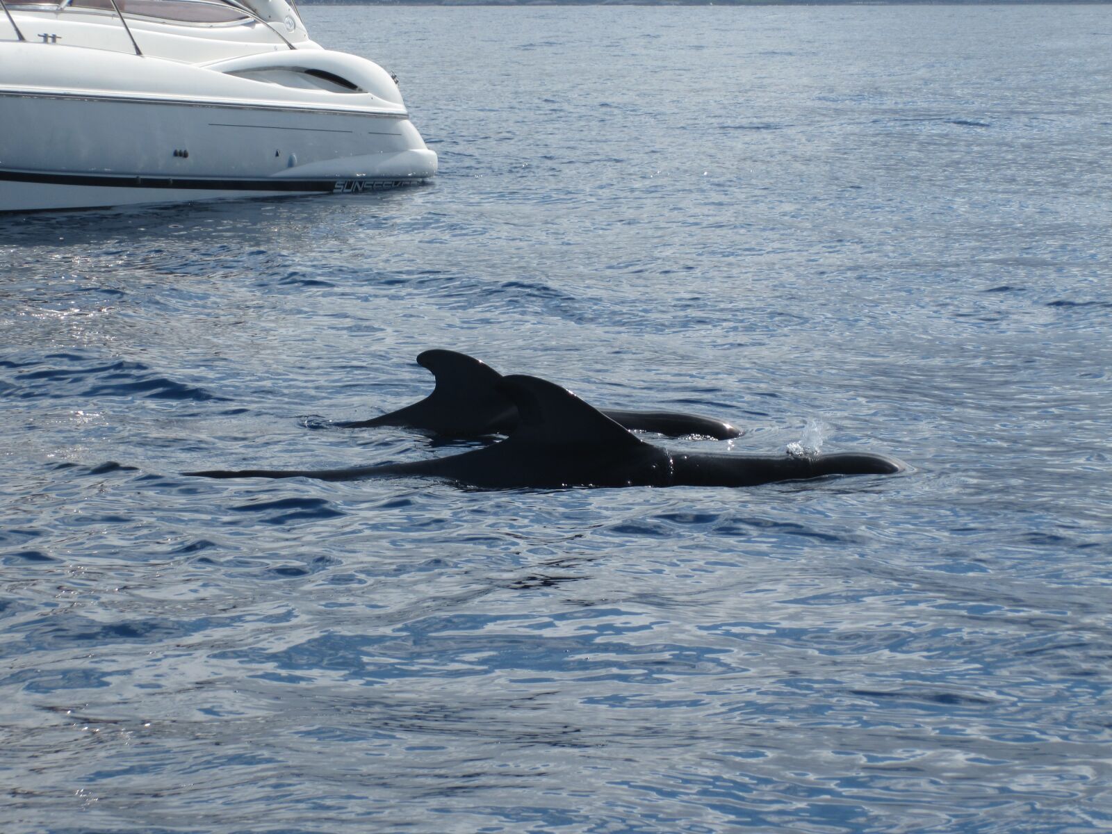 Canon PowerShot SD970 IS (Digital IXUS 990 IS / IXY Digital 830 IS) sample photo. Boat, whale, sea photography