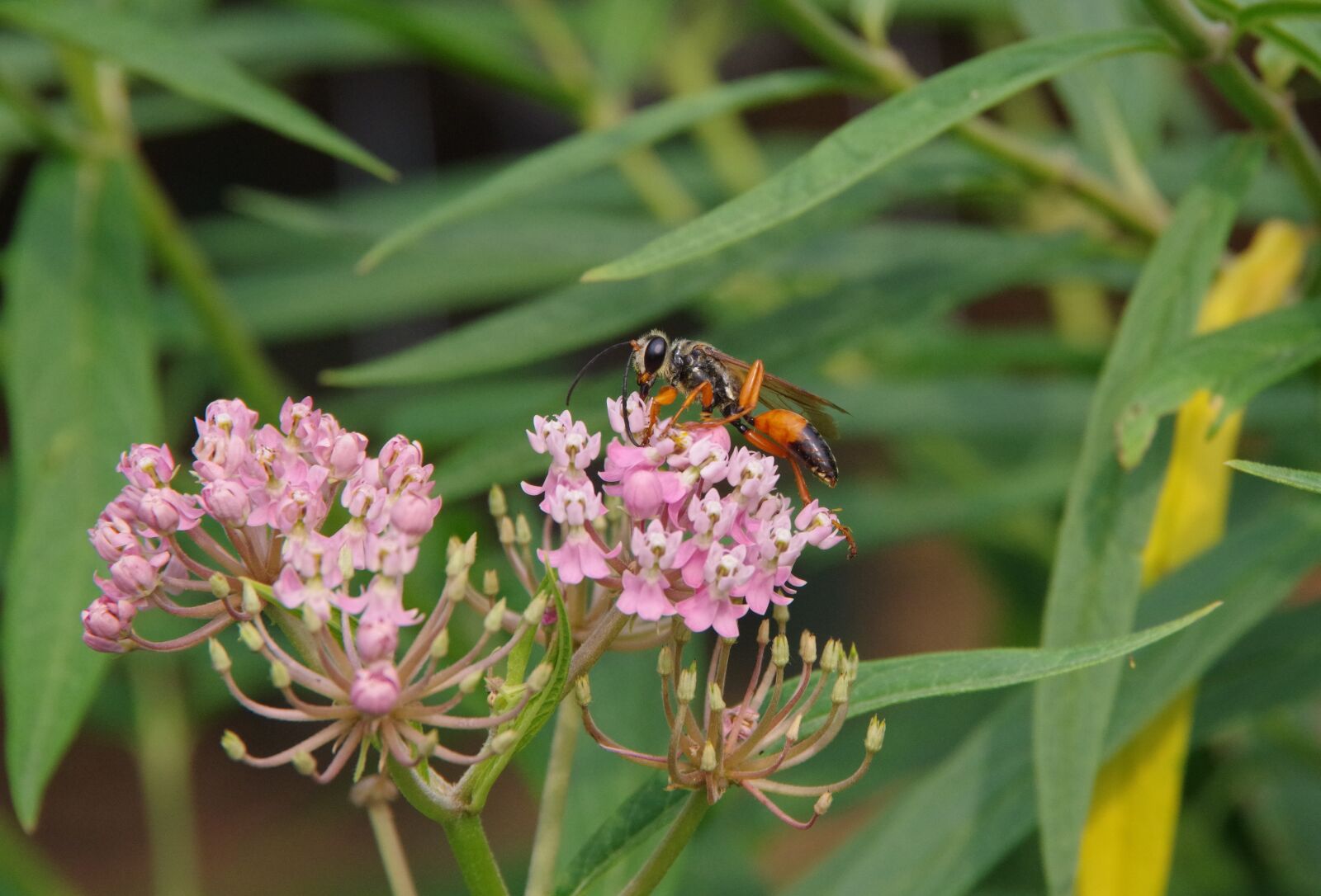 Pentax K-70 sample photo. Wasp, milkweed, orange photography