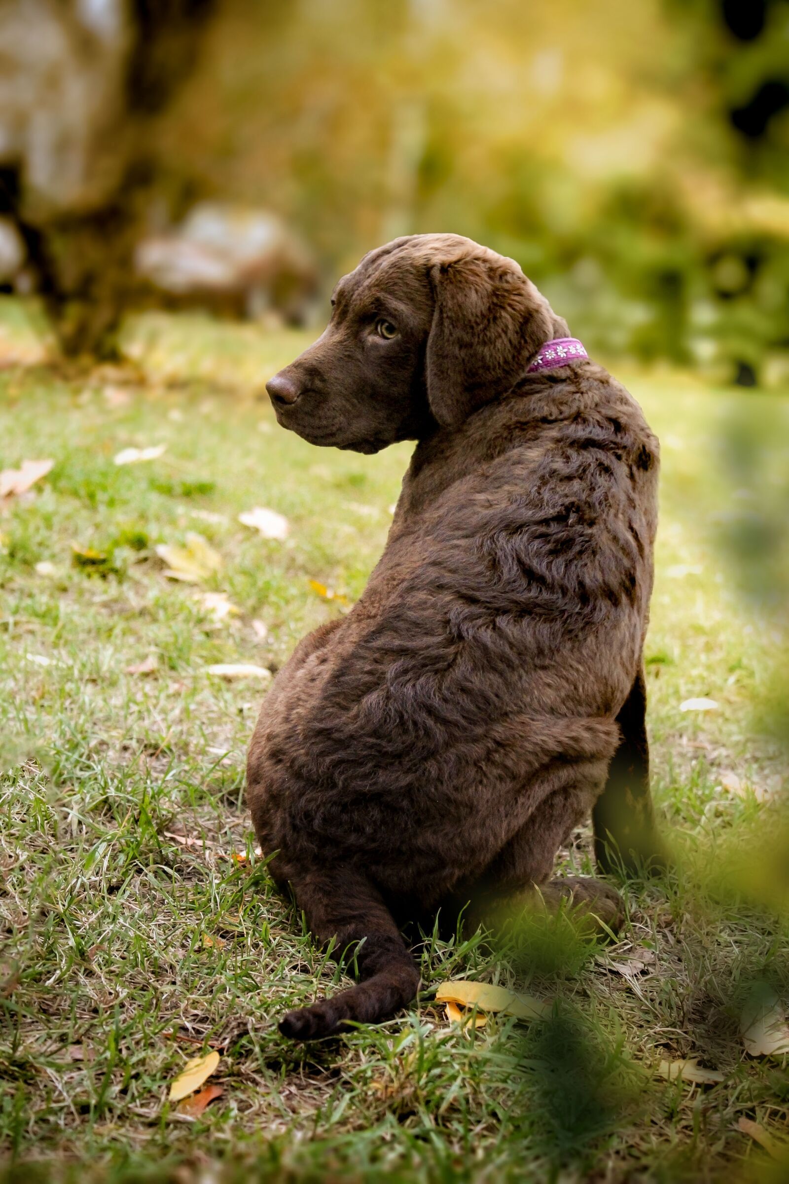 Canon EOS 600D (Rebel EOS T3i / EOS Kiss X5) sample photo. Puppy, retriever, outdoors photography