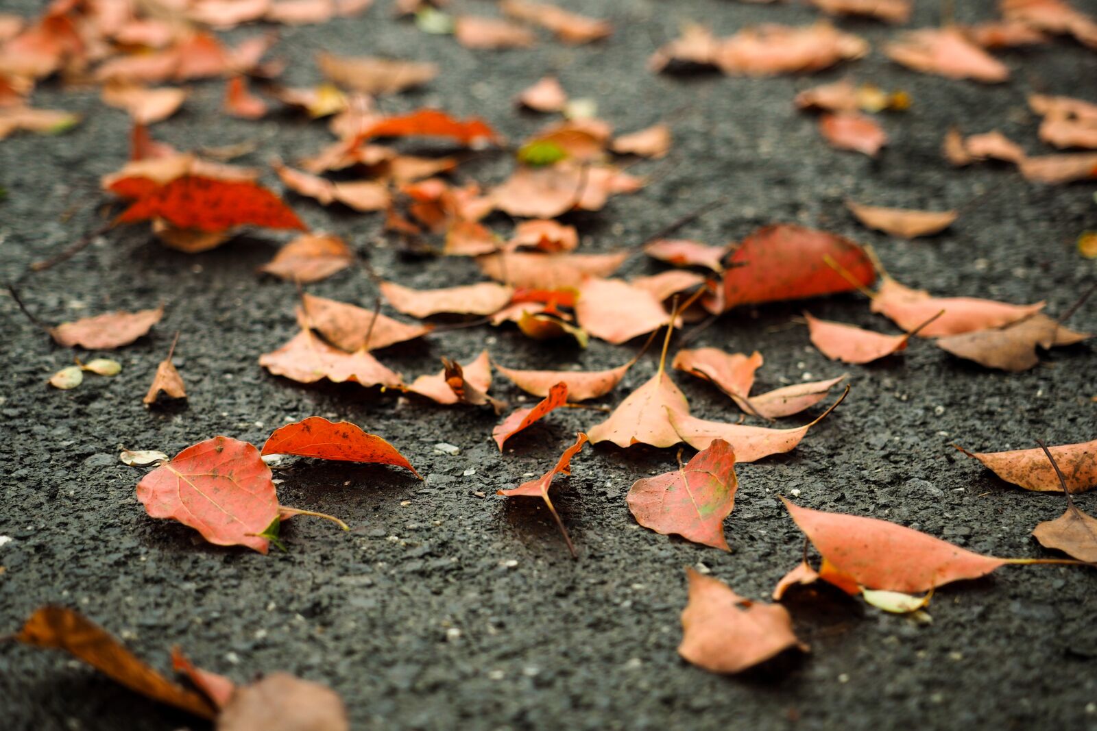Olympus OM-D E-M5 II + Olympus M.Zuiko Digital ED 12-40mm F2.8 Pro sample photo. Defoliation, orange, road photography