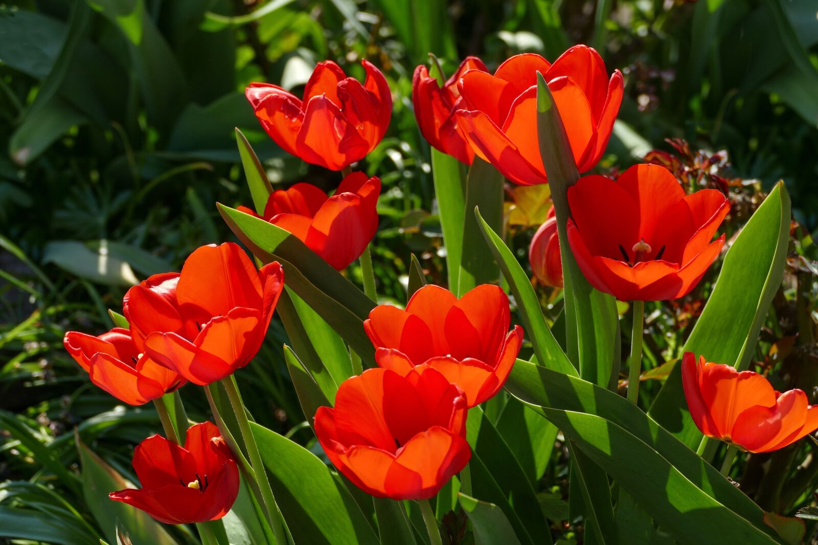 Panasonic Lumix DMC-FZ1000 sample photo. Red tulips, in sunlight photography