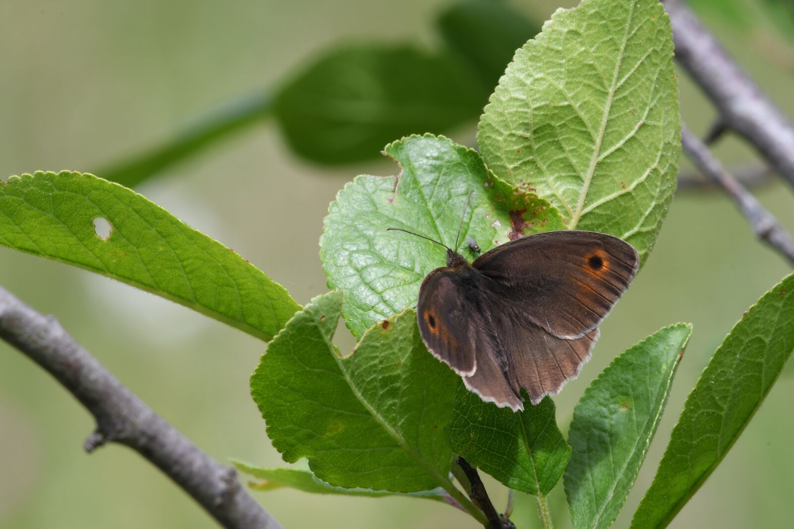 Nikon D7500 sample photo. Butterfly, ali, summer photography