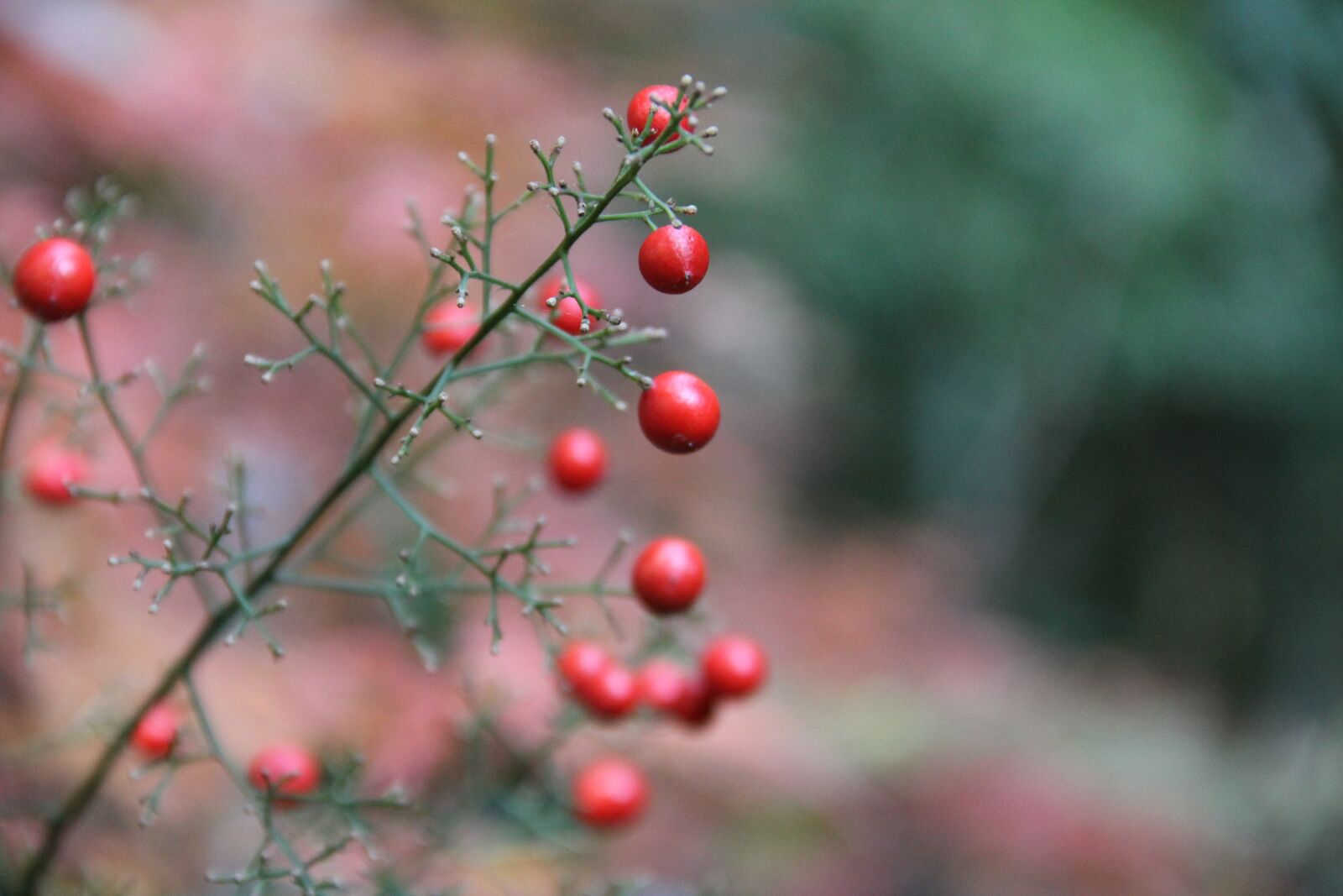 Canon EOS 60D sample photo. Nature, outdoors, leaf photography