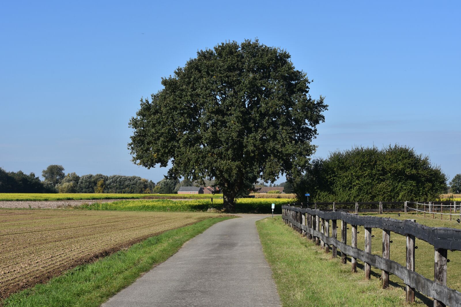 Nikon D7200 sample photo. Tree, field, road photography