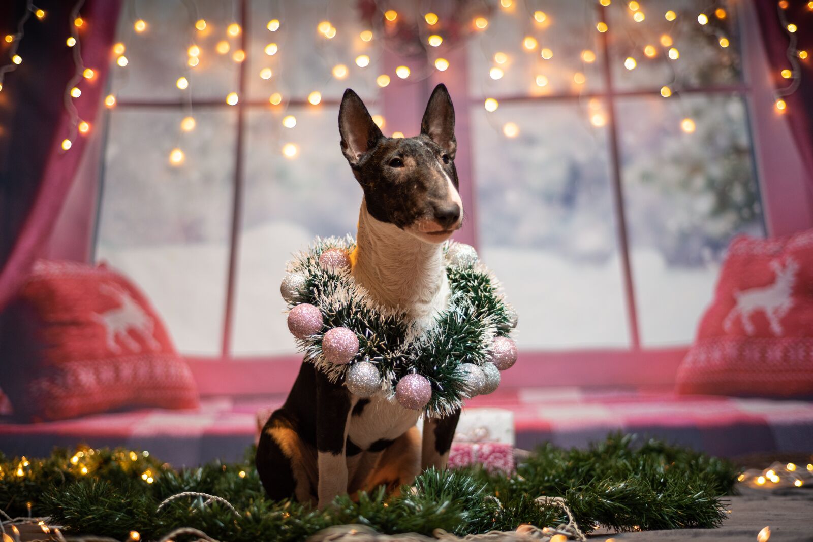 Nikon D750 sample photo. Dogs, christmas, mini bull photography