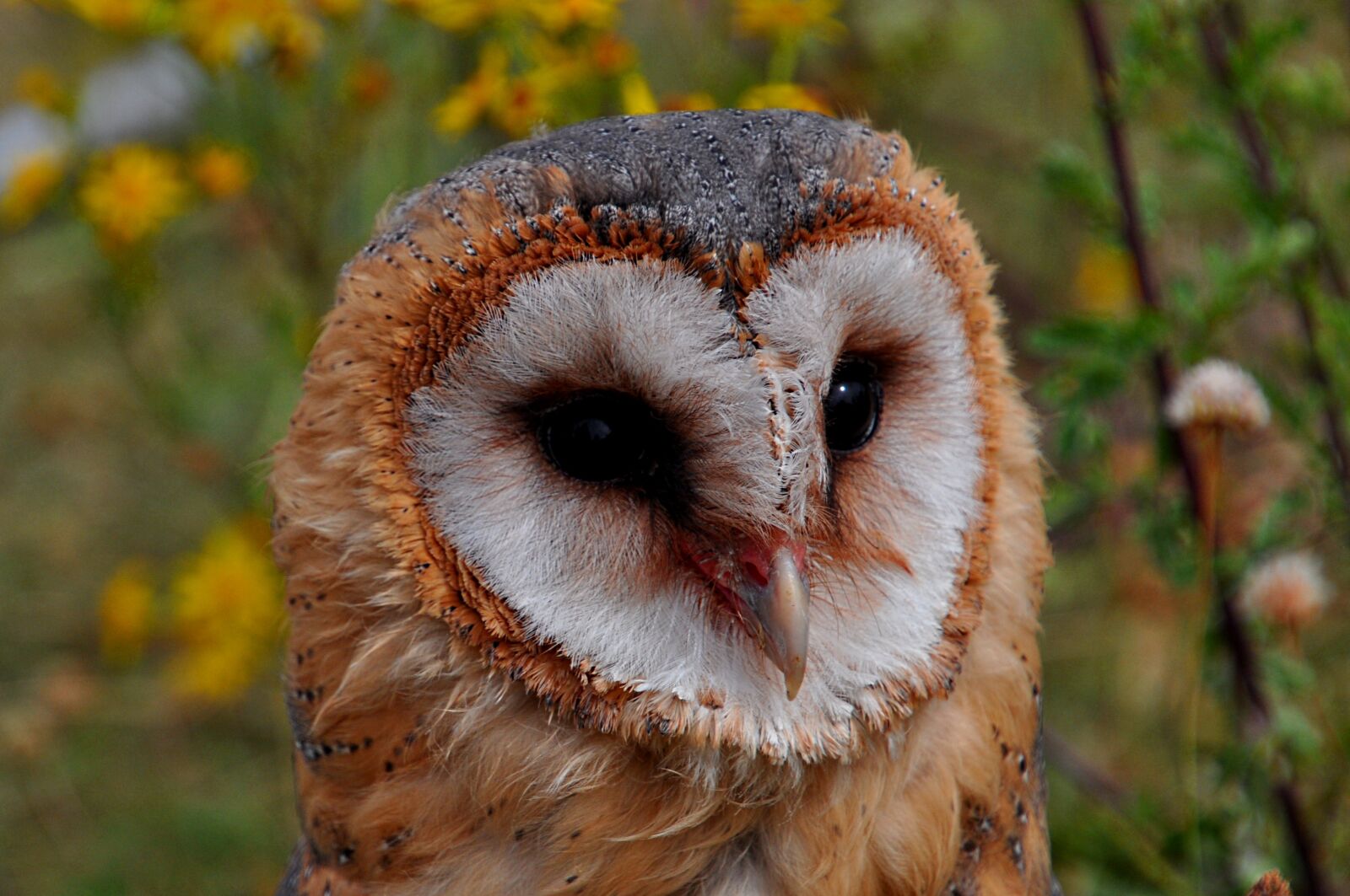 Nikon D5000 sample photo. Sowa, eagle, predator photography
