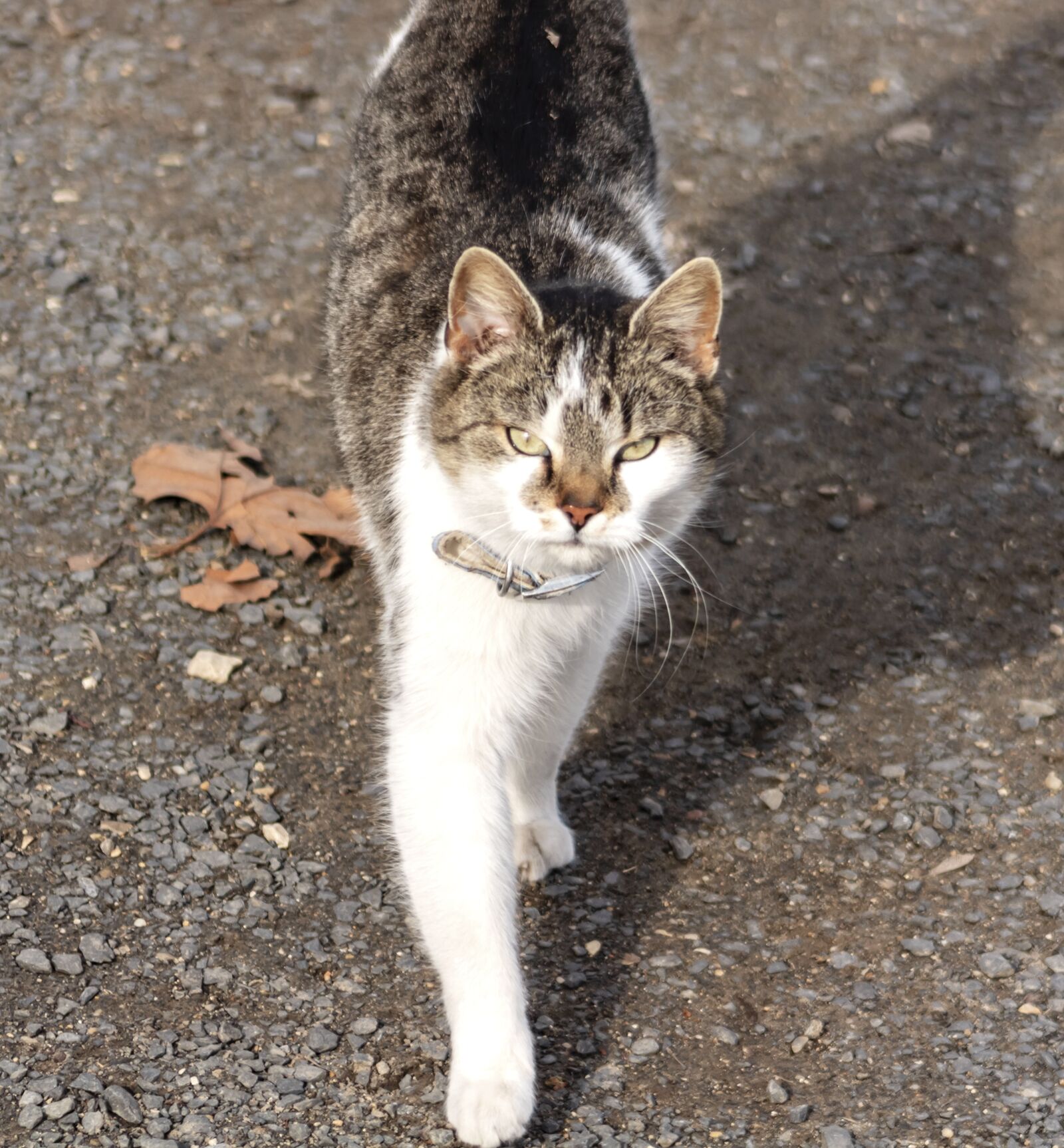 Canon EF75-300mm f/4-5.6 sample photo. Cat, domestic cat, kitten photography